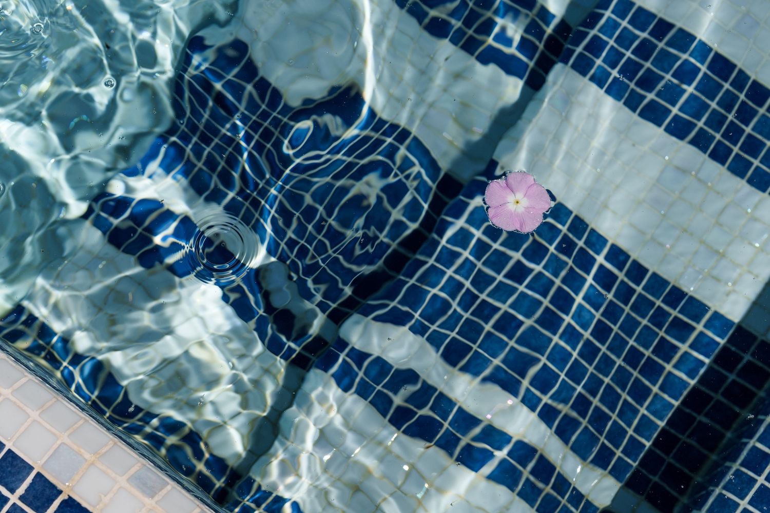 Pink flower floating on blue mosaic tile pool steps with light reflecting on clear water.