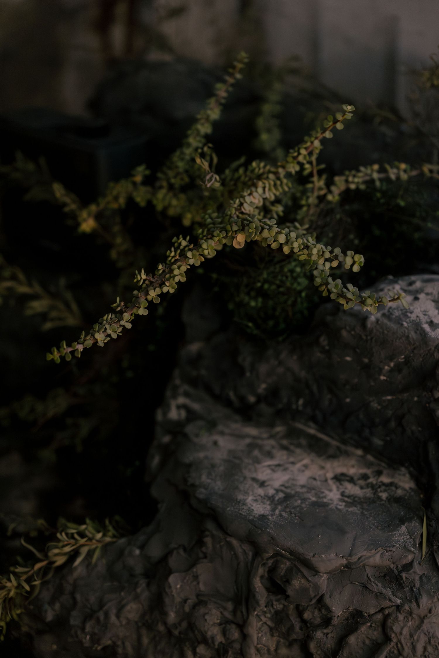 Delicate green fern plant growing among dark textured rocks in moody natural setting.