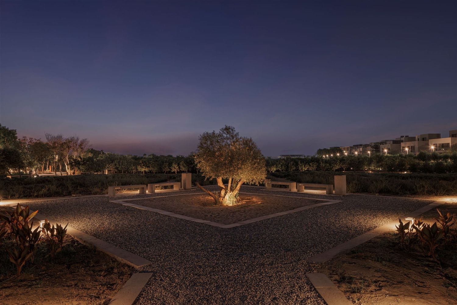 Illuminated desert garden at dusk featuring a spotlight tree centerpiece surrounded by gravel pathways and luxury homes.