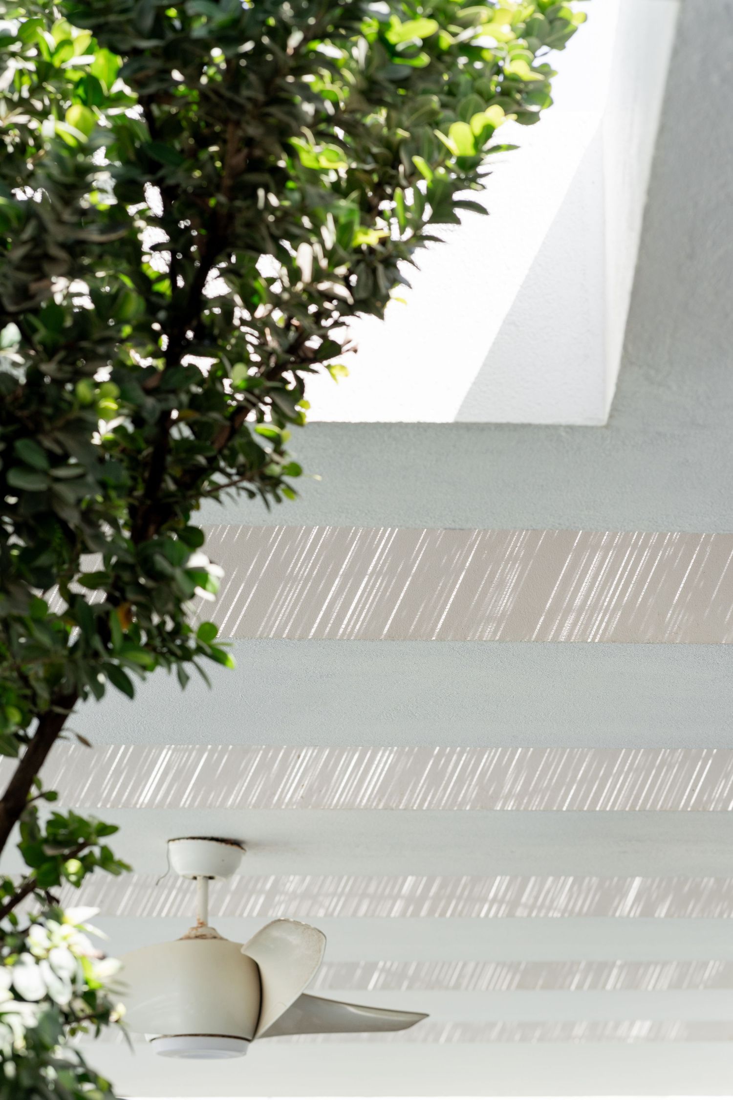 White pergola ceiling with slatted wood panels, ceiling fan, and lush green tree branches in bright sunlight.