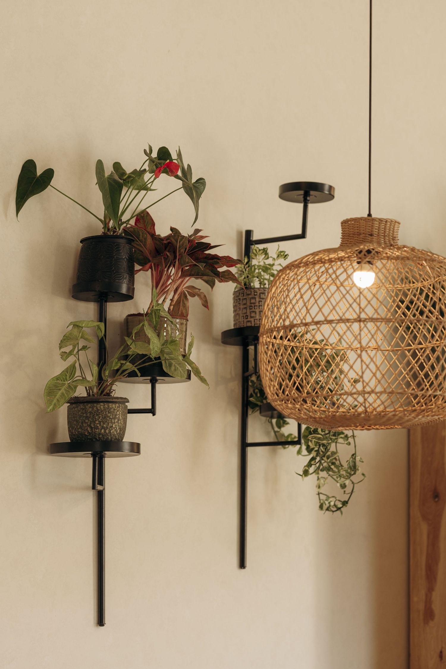 Minimalist wall-mounted plant shelves with small potted plants beside a warm glowing wicker pendant light on beige wall.