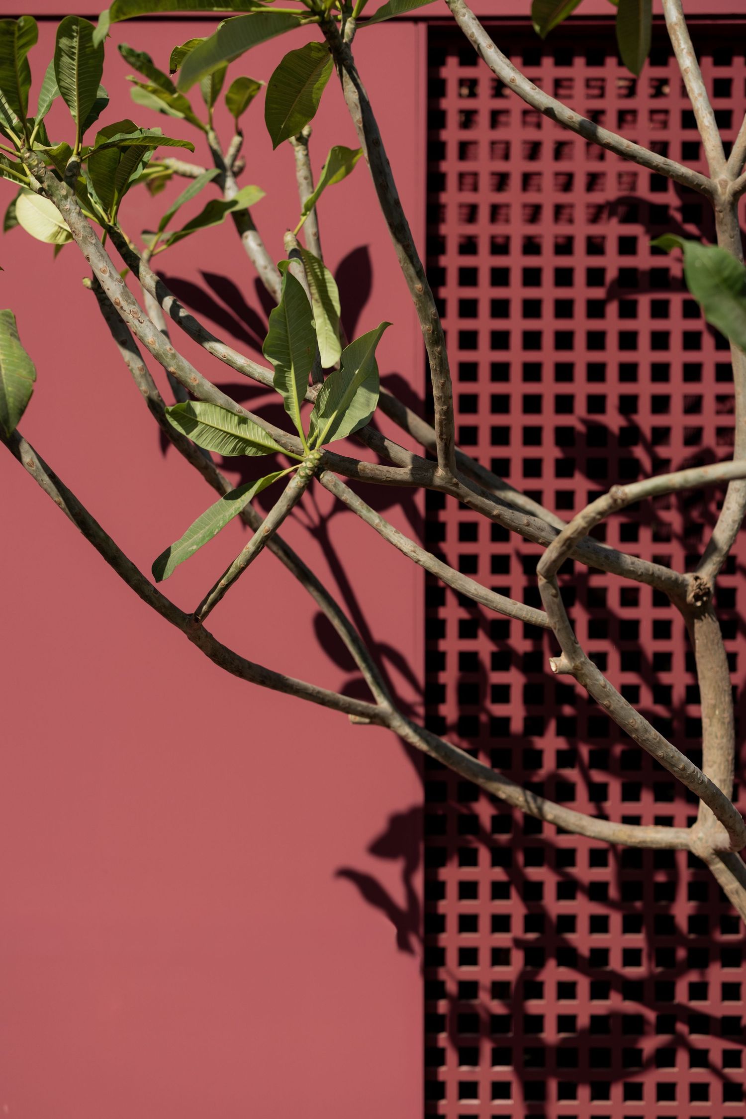 Tree branches with green leaves casting shadows on a pink lattice wall panel in bright sunlight.