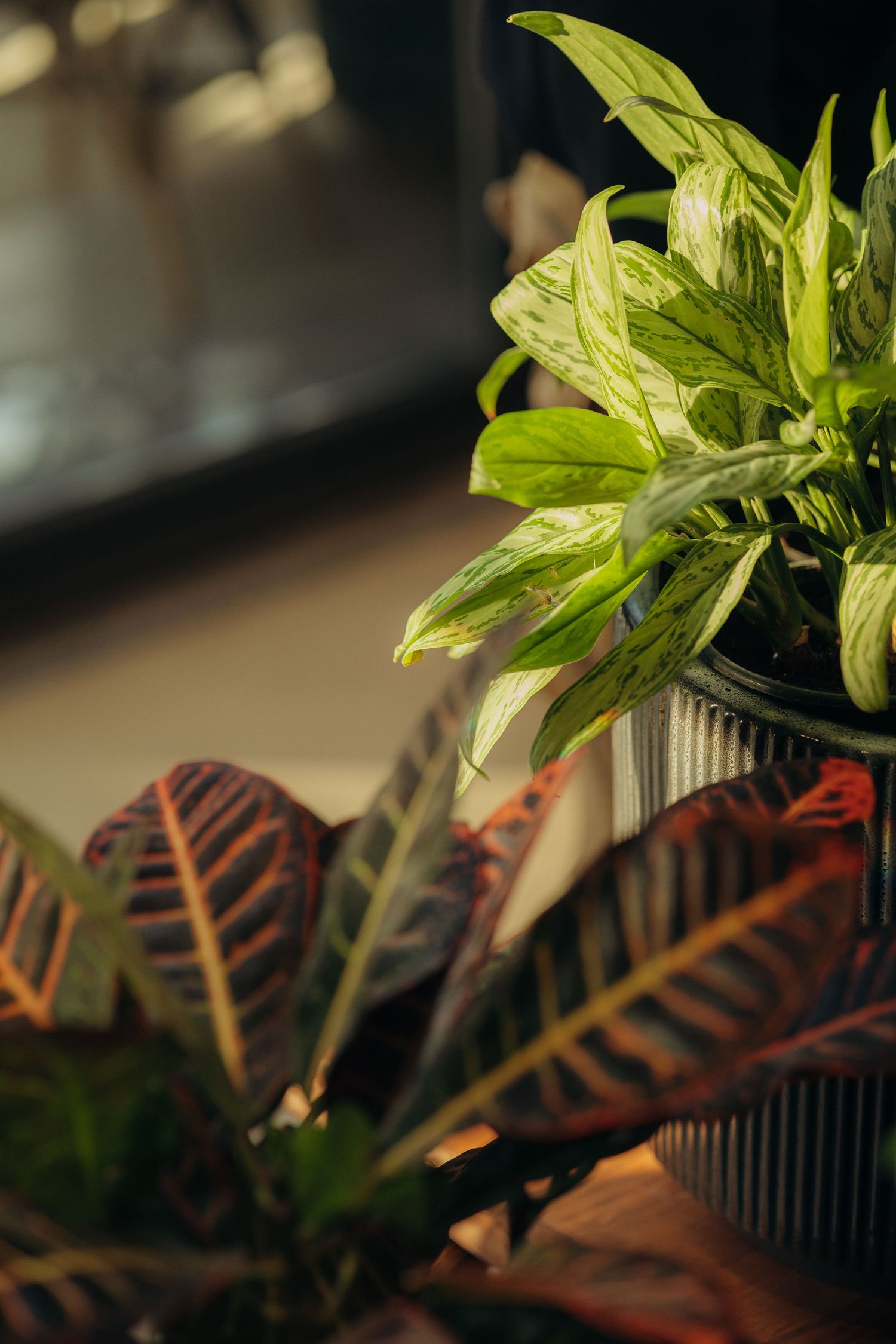 Close-up of variegated green Aglaonema and Croton plants with colorful patterned leaves in natural sunlight.