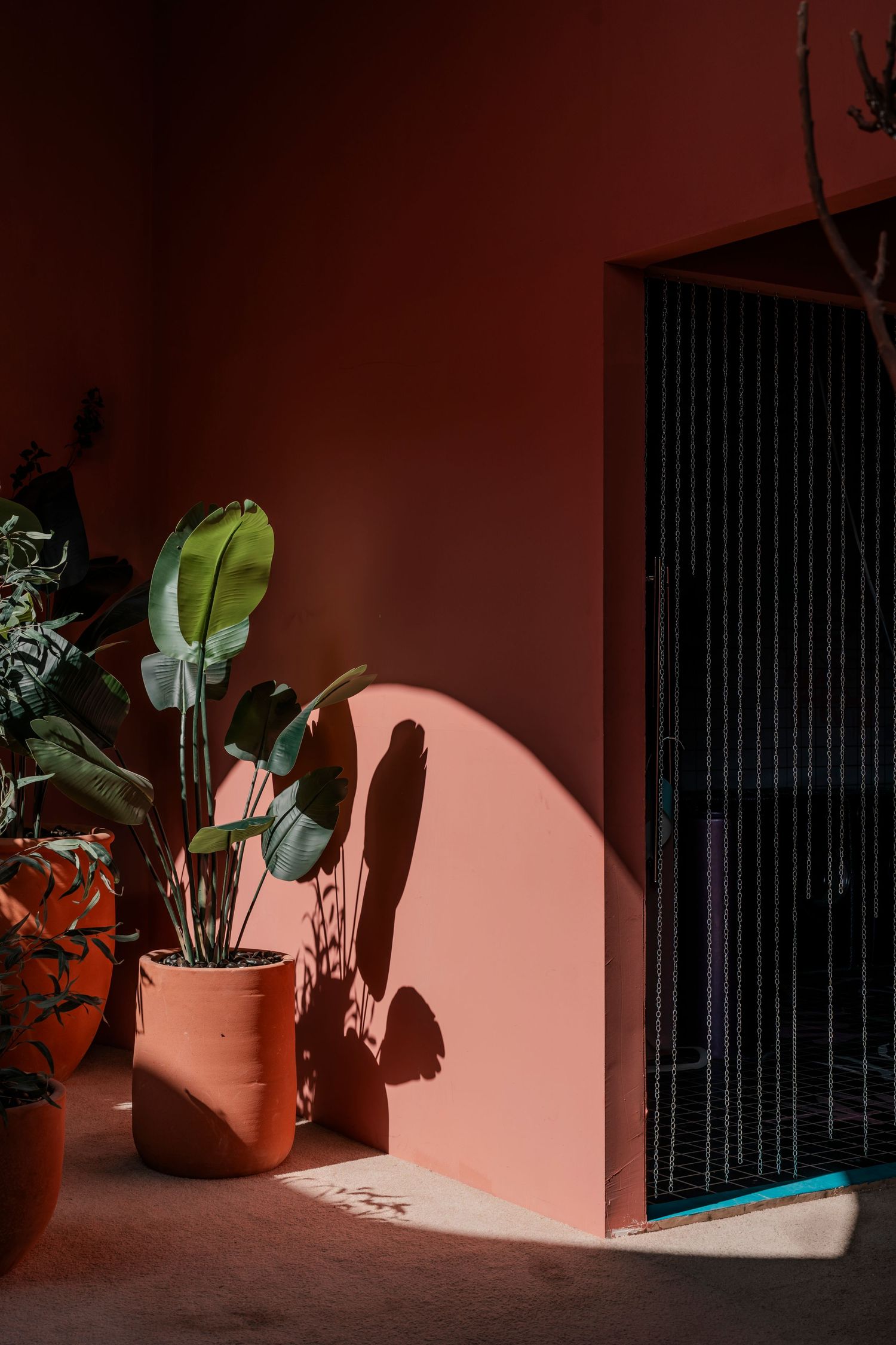 Tropical potted plants casting dramatic shadows on coral pink wall beside barred door.