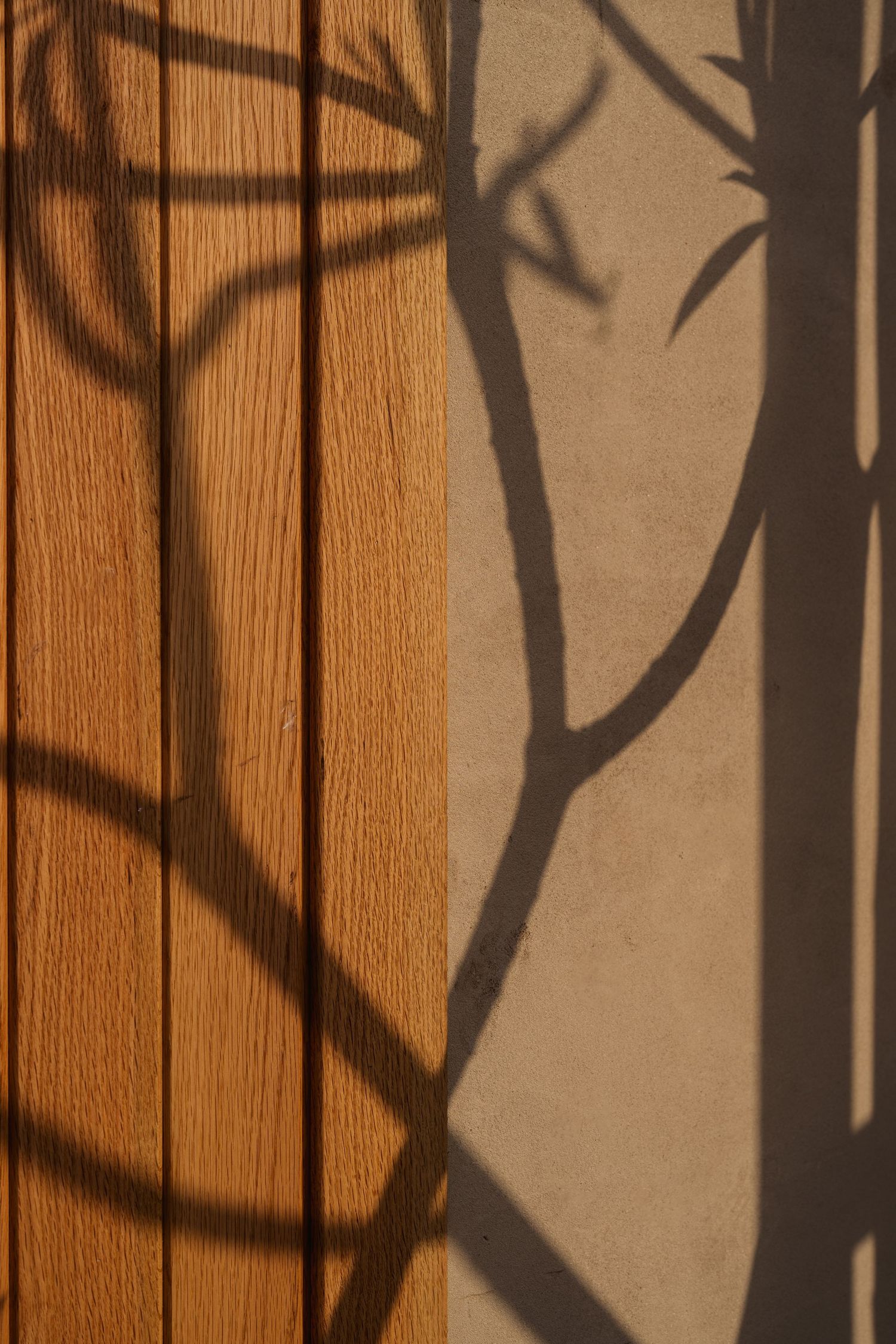 Artistic shadow of tree branches cast across warm oak wood panels and beige concrete wall in natural sunlight.