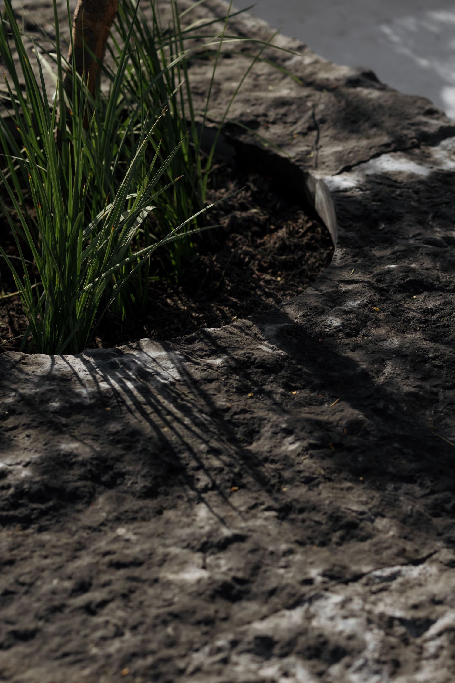 Green grass plant growing through a rough dark stone surface with dramatic shadows in sunlight.