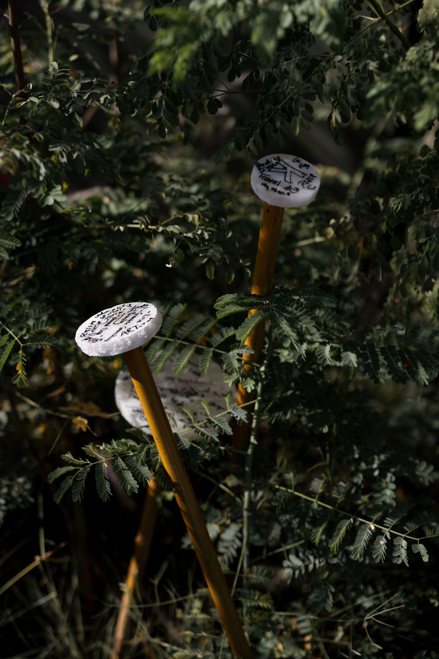 Three white circular discs with handwritten text mounted on bamboo poles among dark green fern foliage.