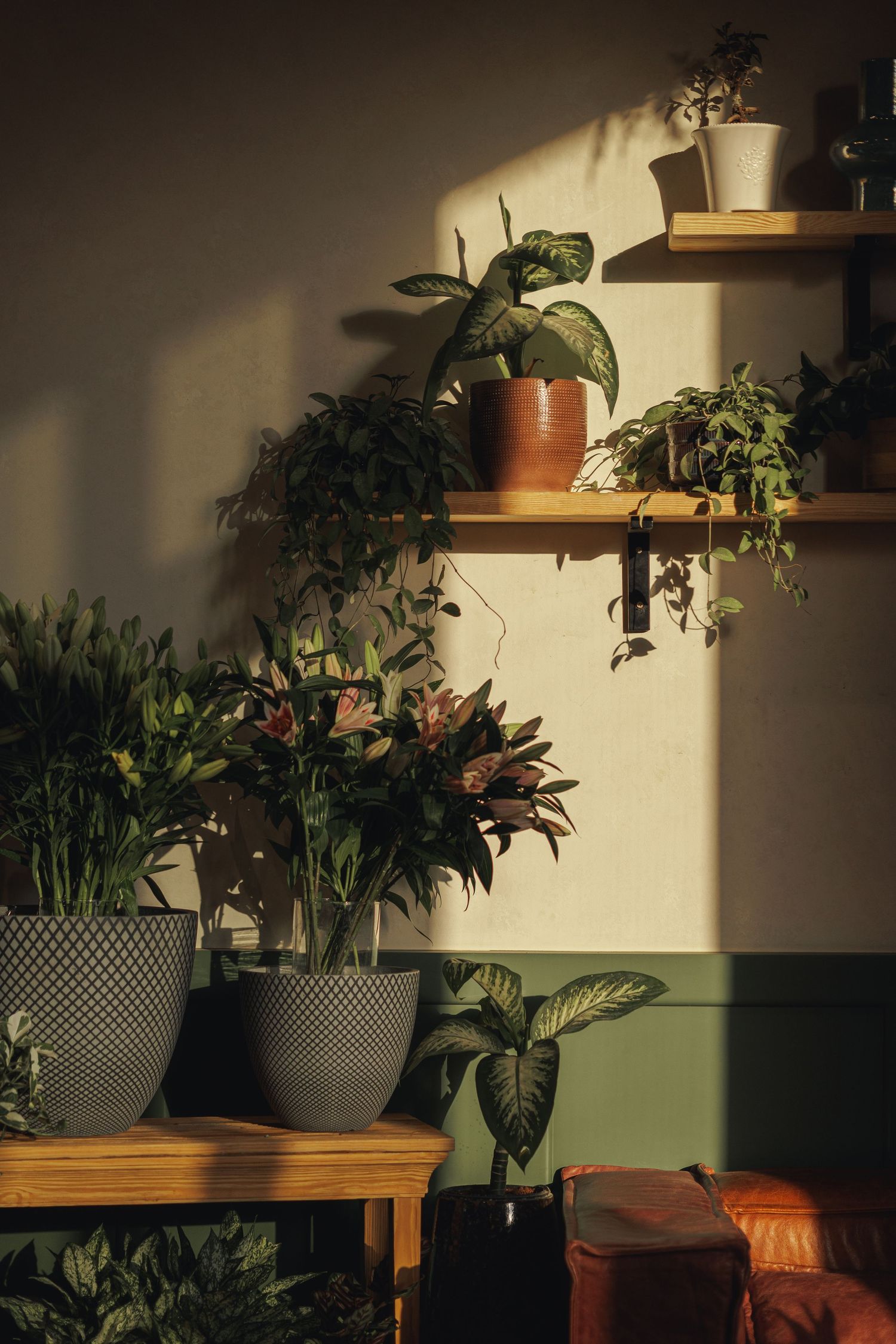 Indoor plant display with potted houseplants on wooden shelves bathed in warm natural sunlight.