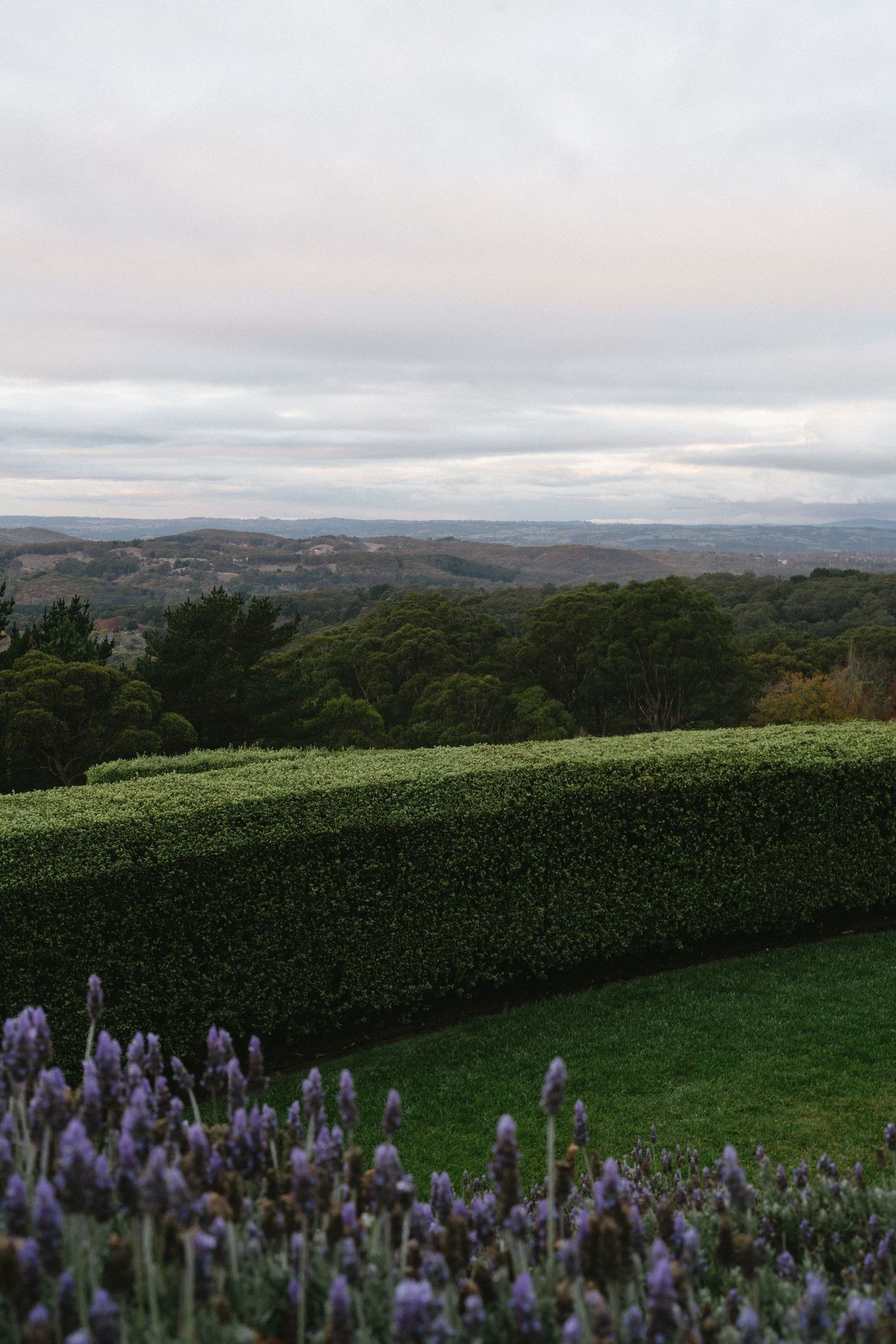 Rolling hills and countryside landscape with purple lavender flowers in the foreground and a manicured hedge garden.