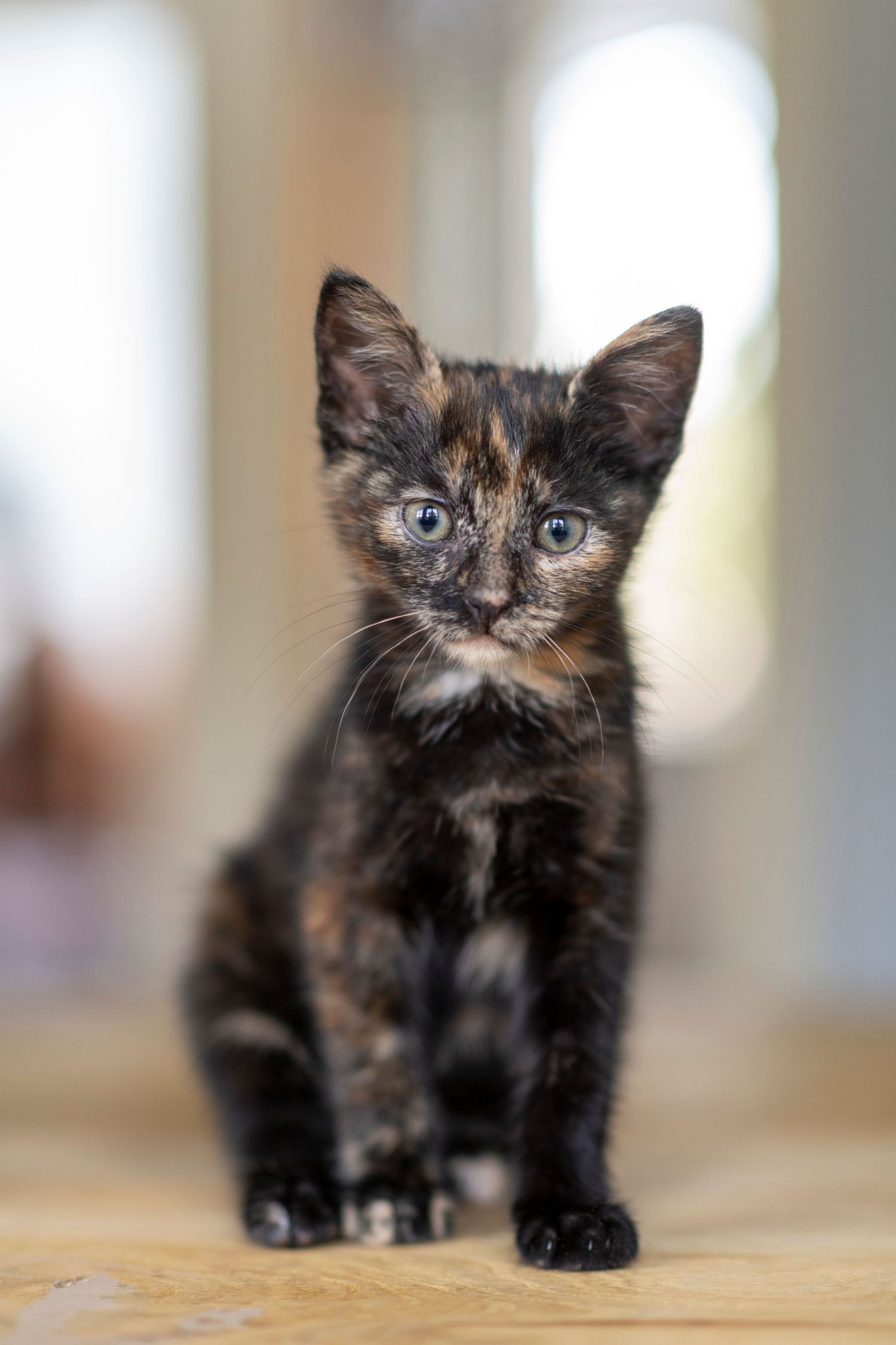 Kitten