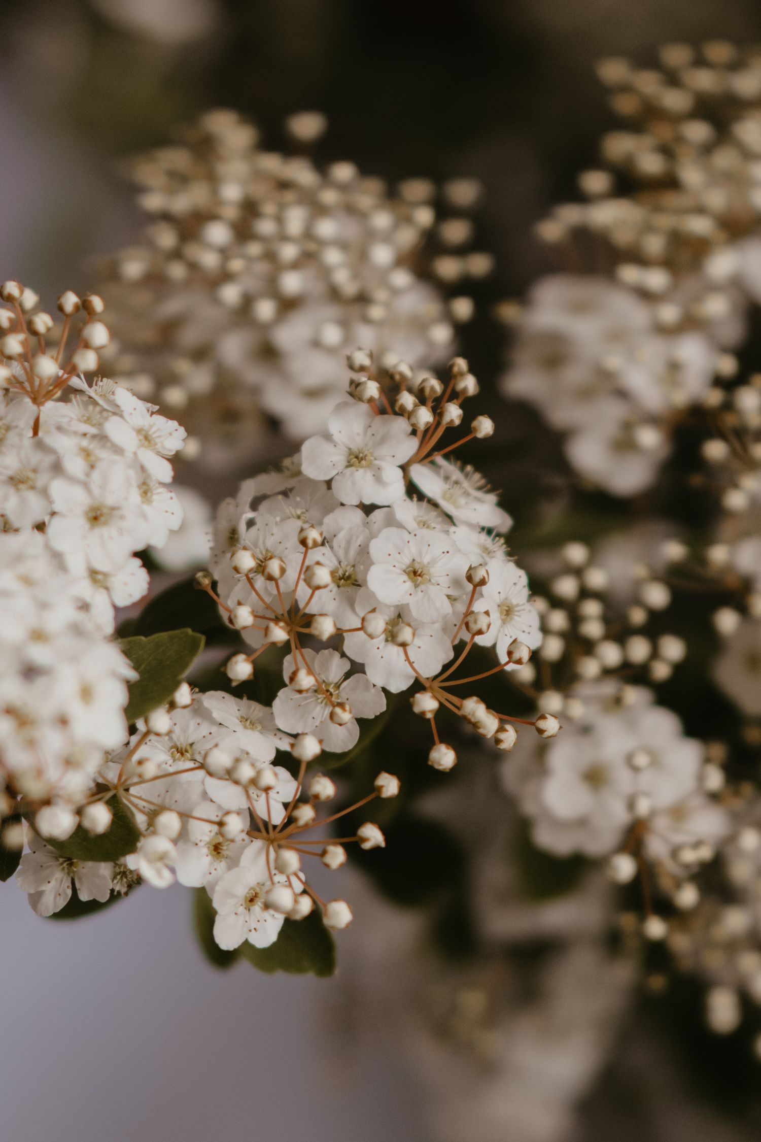 Bloemen