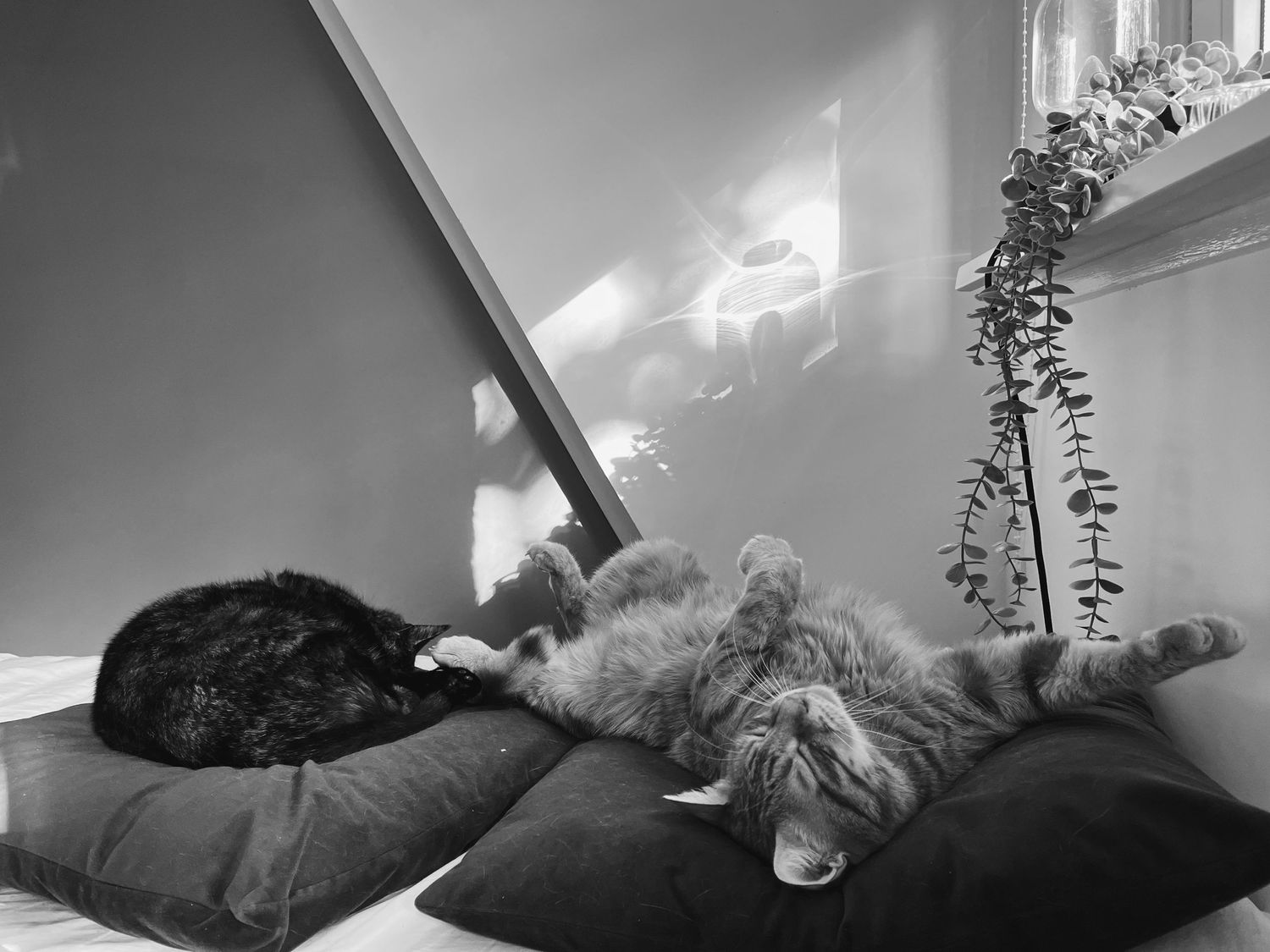 Katten