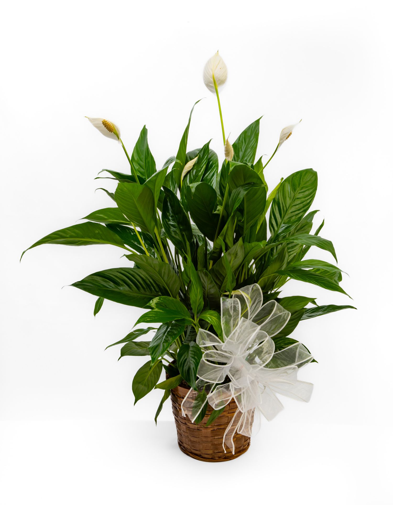 Large green-leafed plant in a brown wicker basket with a white bow.