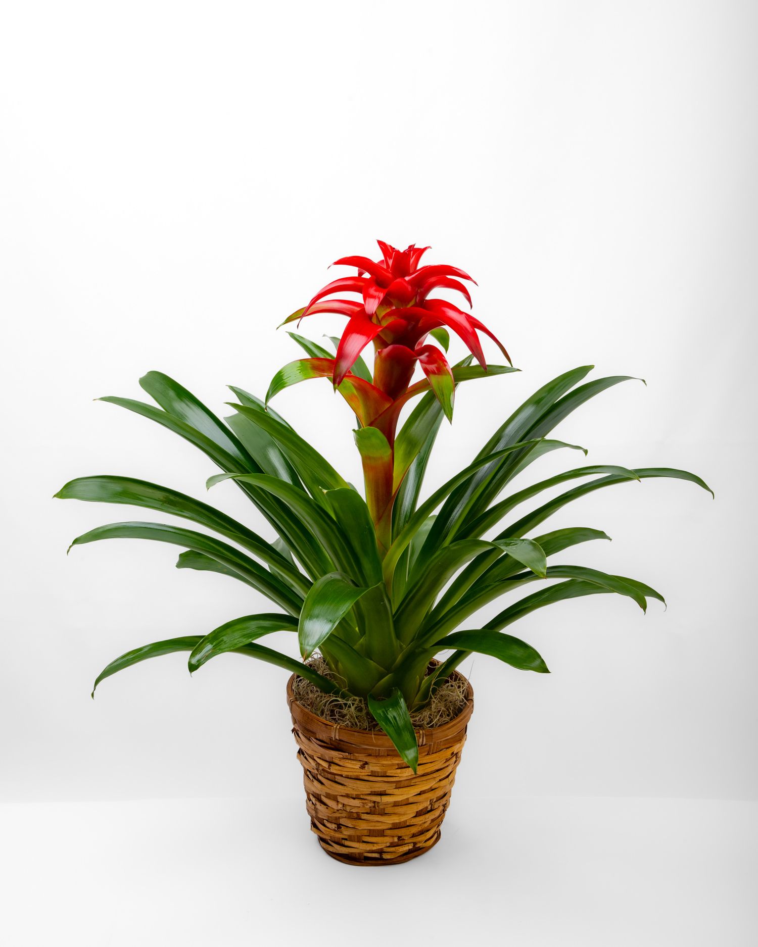 Large tropical plant with a red flower in a brown wicker pot.
