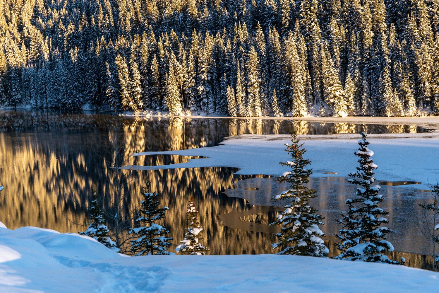 Snow-covered evergreen trees reflect perfectly in a calm winter lake.