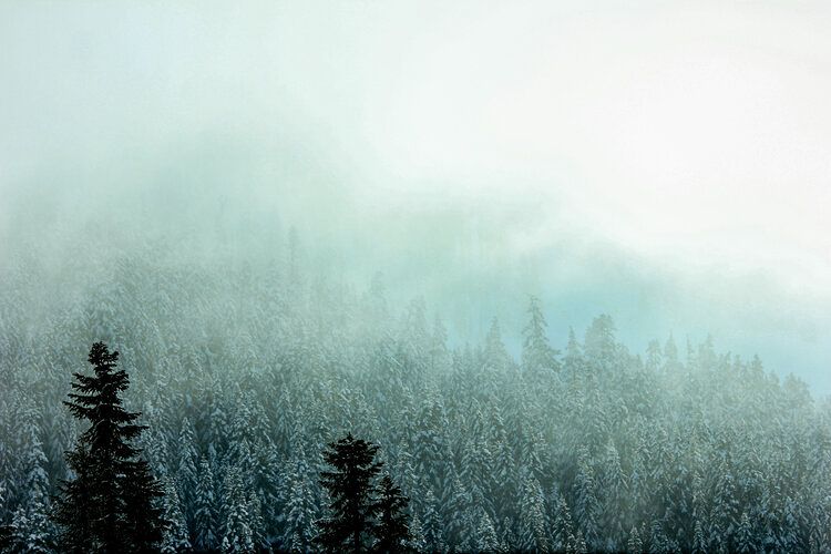 Misty winter forest landscape with evergreen trees and foggy mountain backdrop.