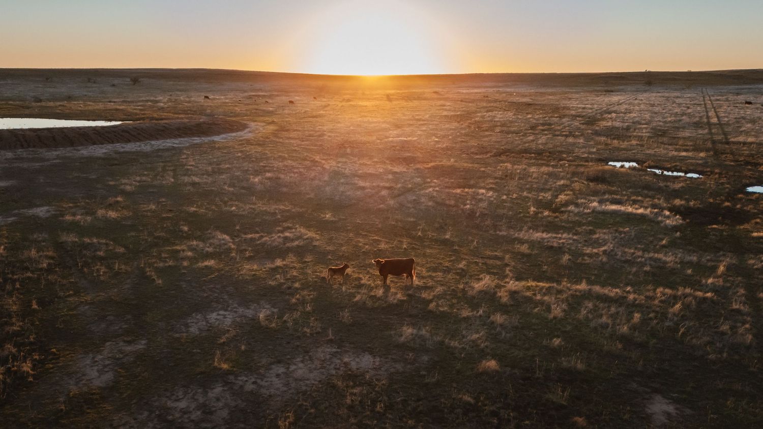A lone deer silhouette stands in the barren wilderness landscape during a dramatic golden sunset.