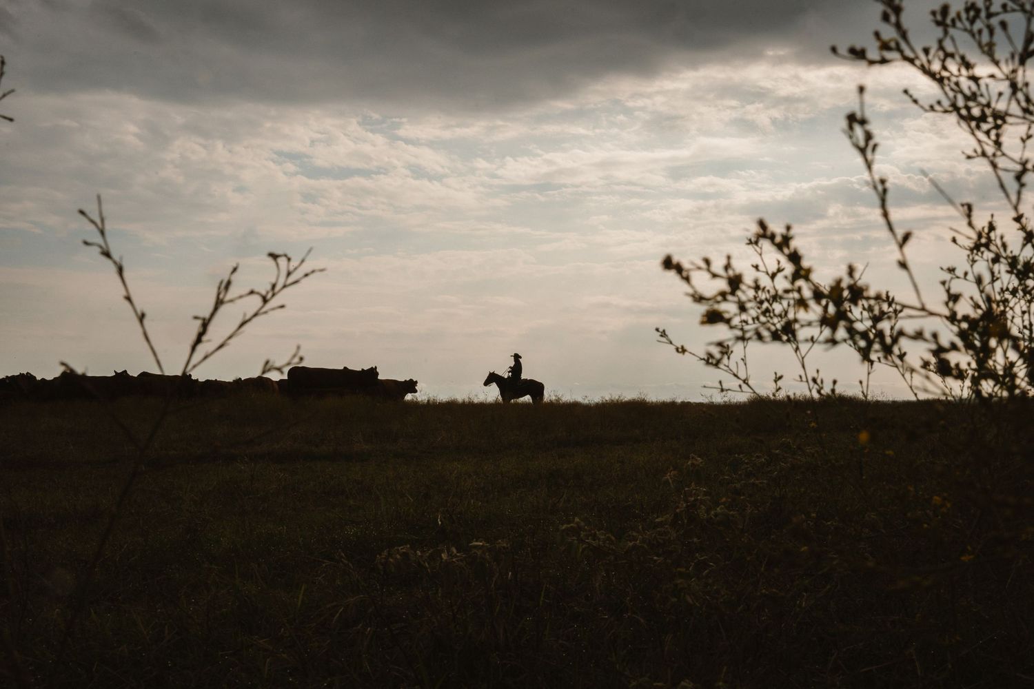 Dramatic silhouette of a lone horse rider against moody sunset sky with tree branches framing the scene.