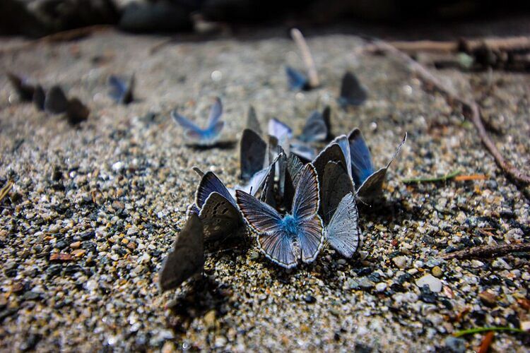 Group of blue butterflies gathered on rocky ground.