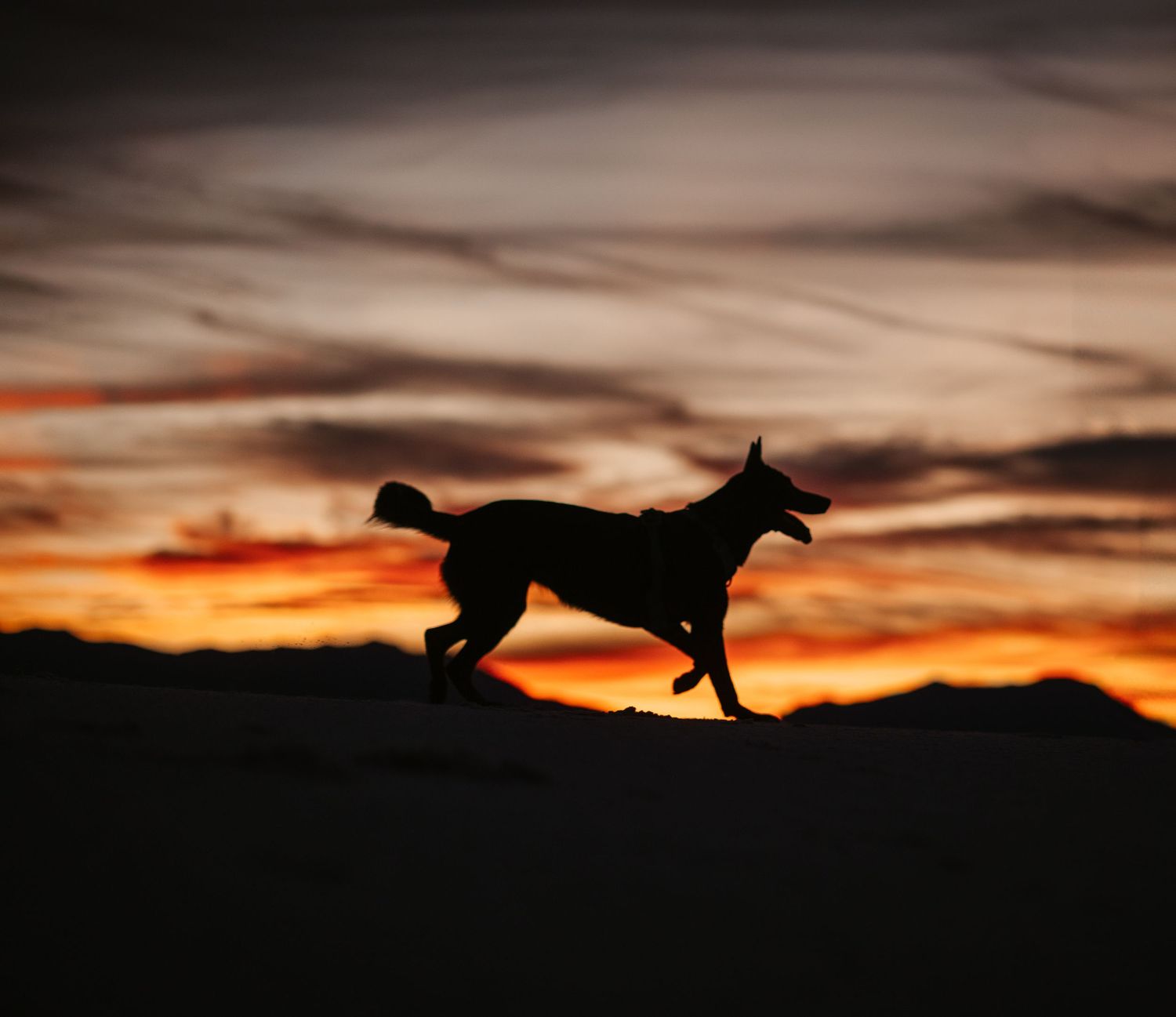 Silhouette of a dog running against a dramatic sunset sky with orange clouds and mountain backdrop.