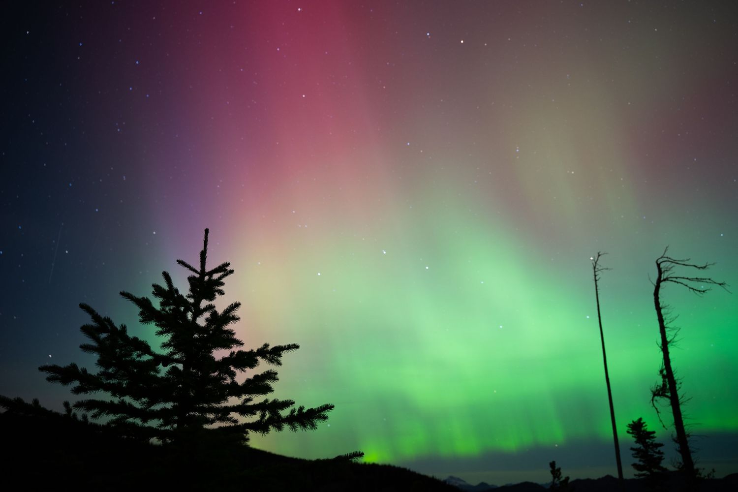 Vibrant aurora borealis illuminates the night sky with pink and green hues above silhouetted evergreen trees.