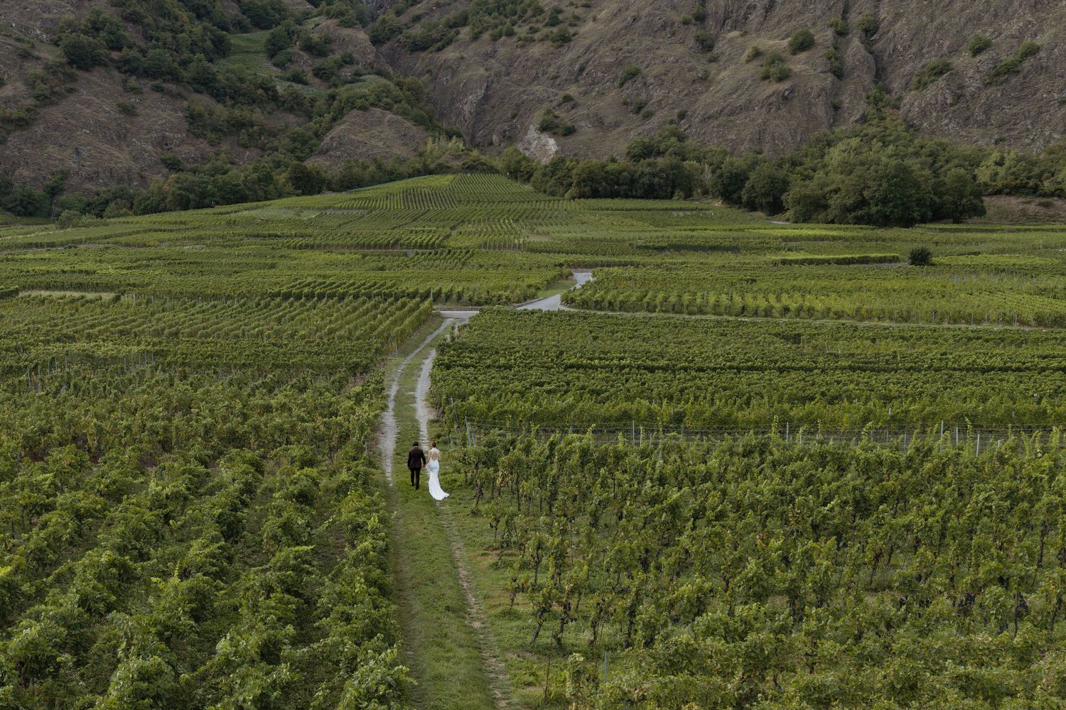 Aerial view of lush green vineyard rows with a winding dirt path through rolling hills and mountains in the background.