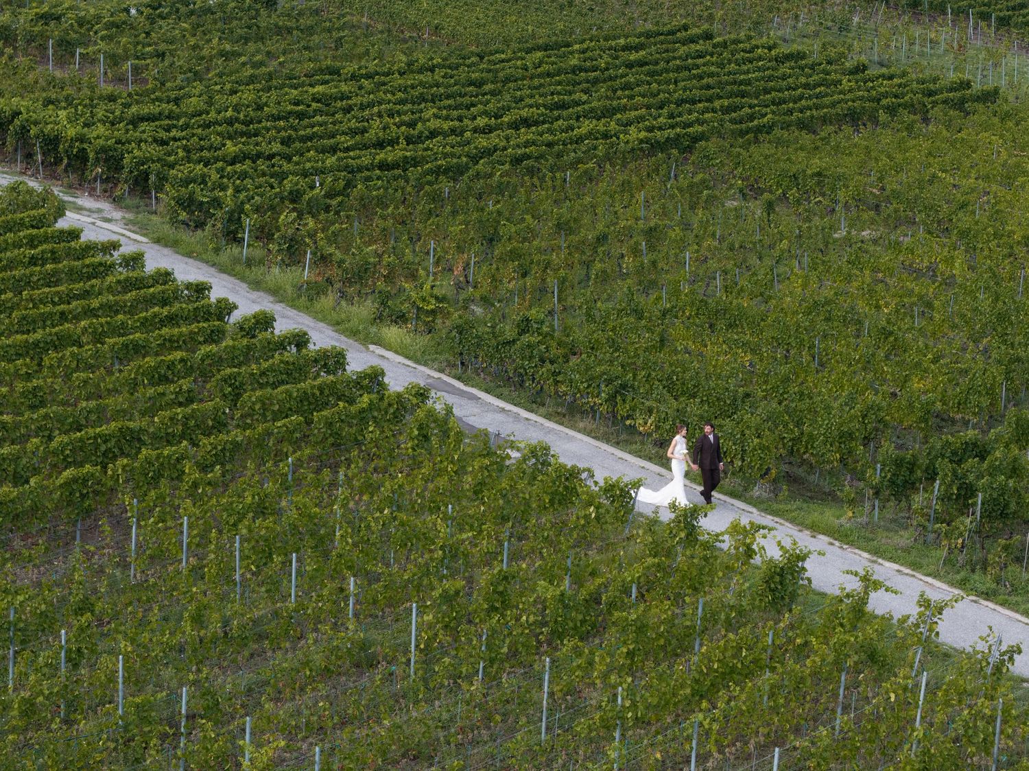 Aerial view of a couple walking along a path through lush green vineyard rows in a scenic countryside setting.