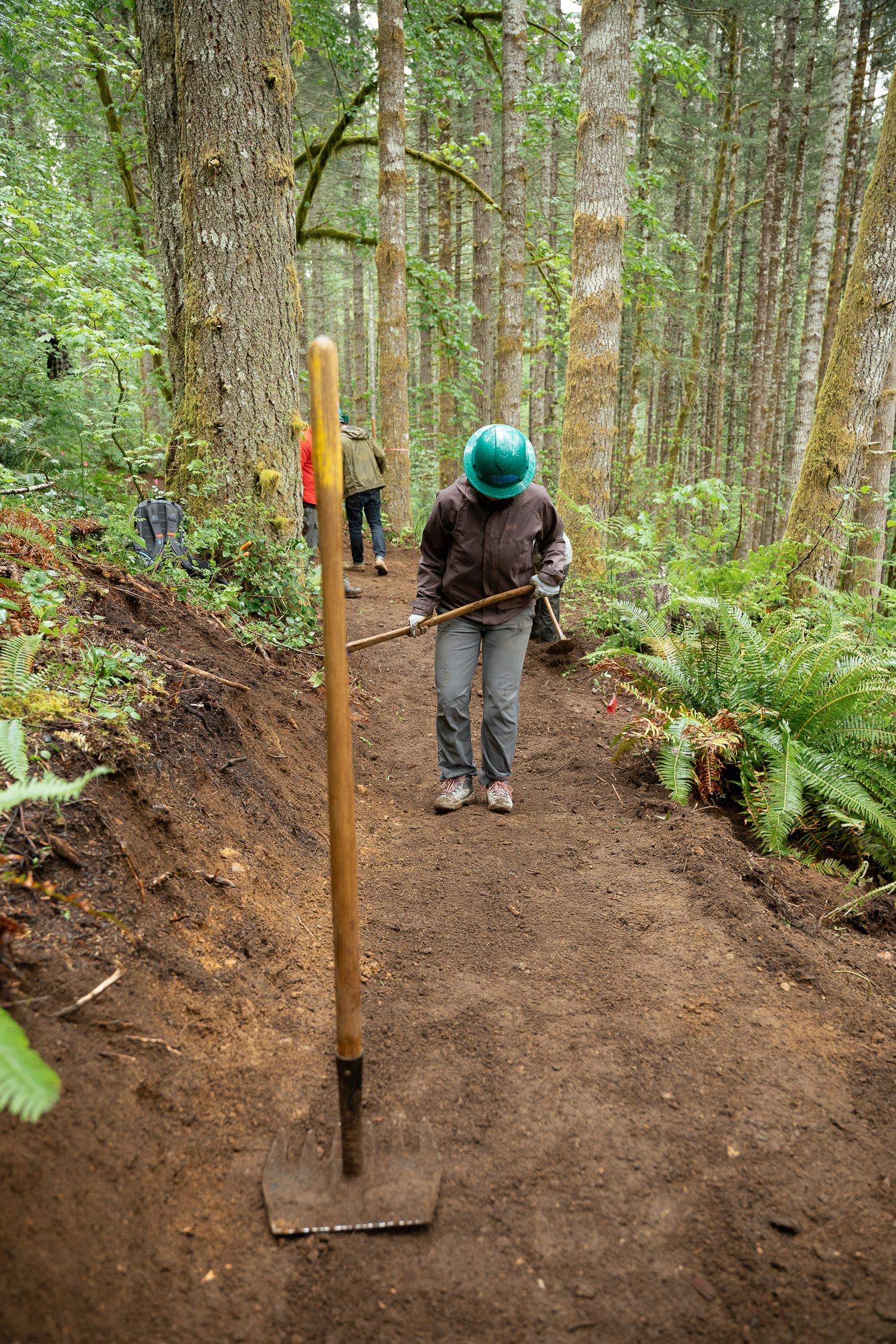 Trail workers in hard hats build a forest path using shovels among tall trees and ferns in a lush woodland setting.
