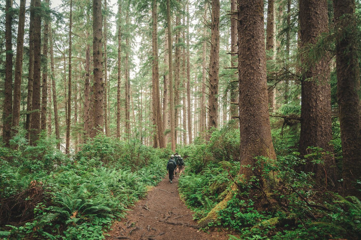Two hikers walk along a muddy forest trail surrounded by tall evergreen trees and lush green ferns.