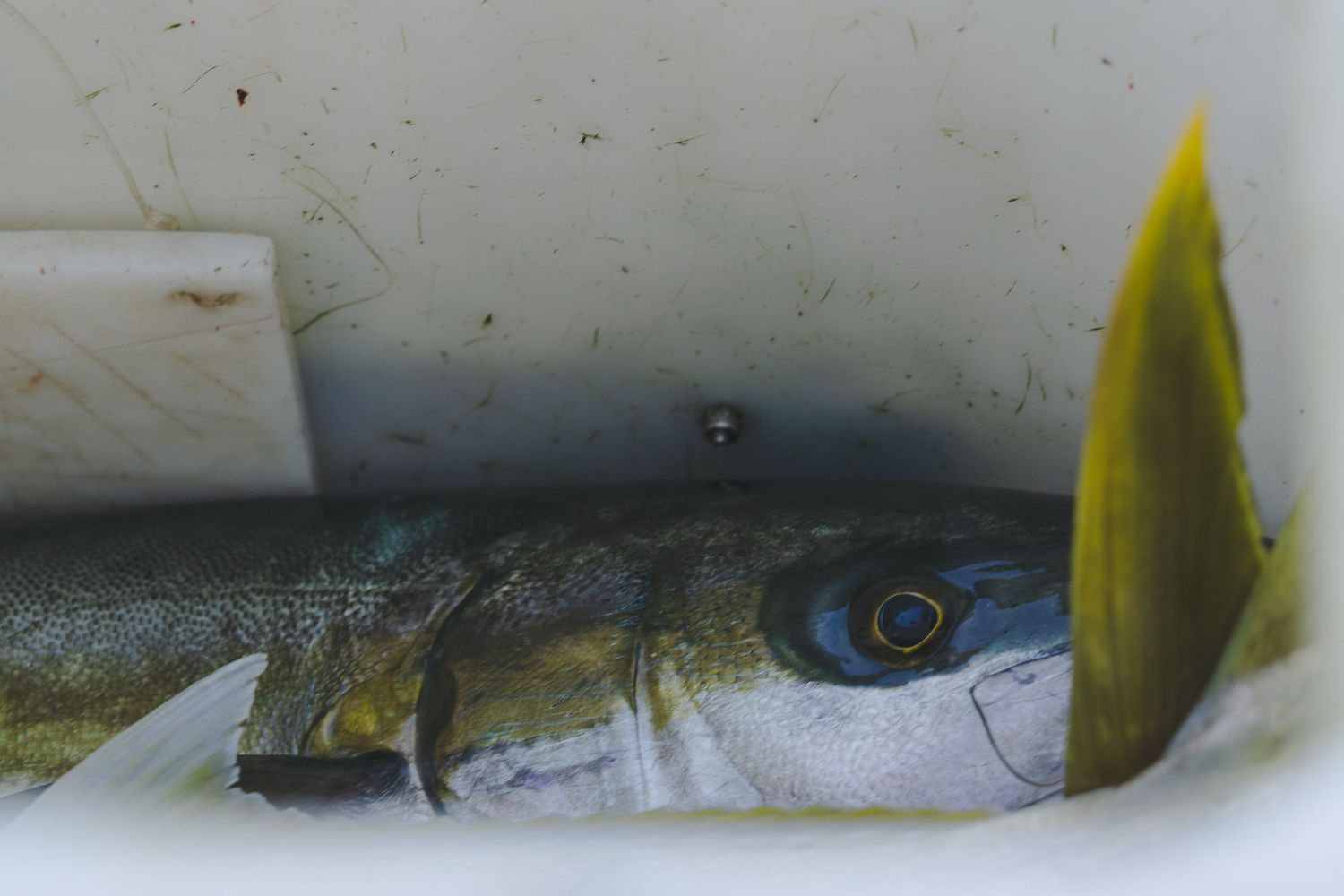 Close-up of a fresh caught fish with yellow fins lying in a white cooler box.