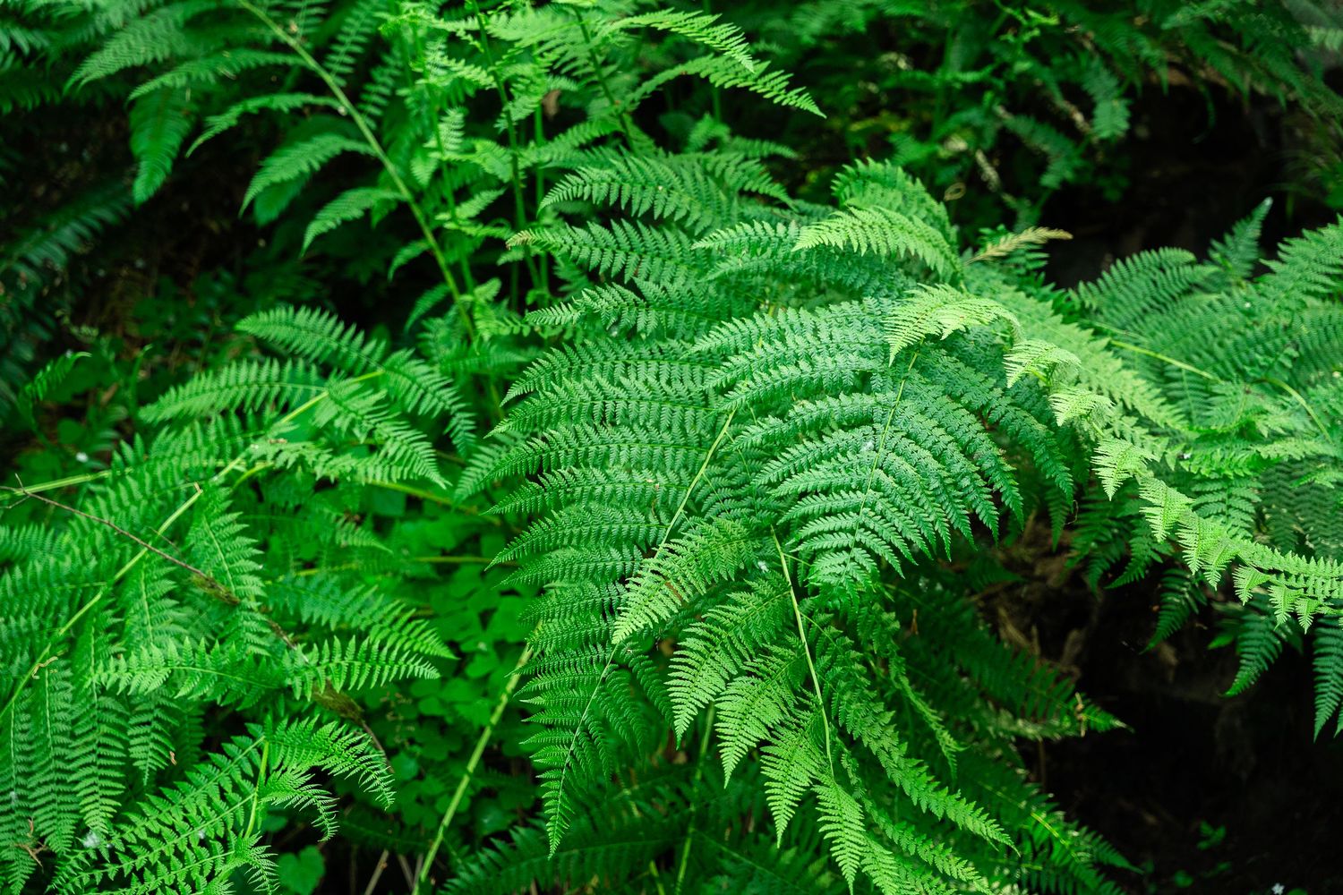 Lush green fern leaves with delicate fronds spreading outward in a dense forest setting.