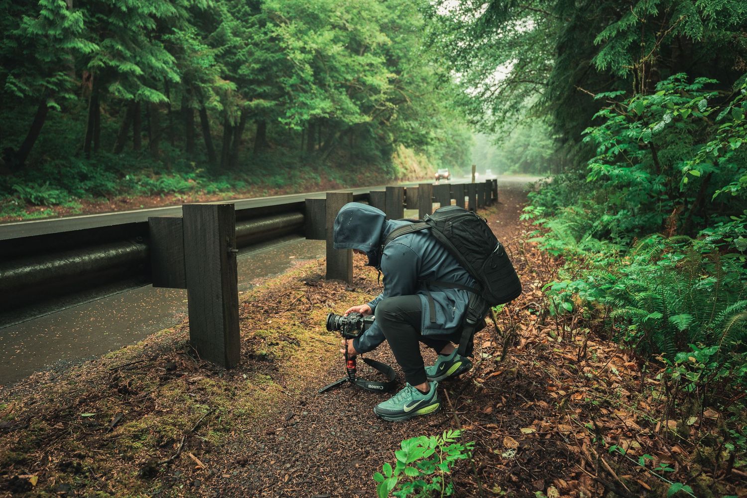 Two photographers crouch with cameras on tripods along a misty forest road surrounded by lush green trees.