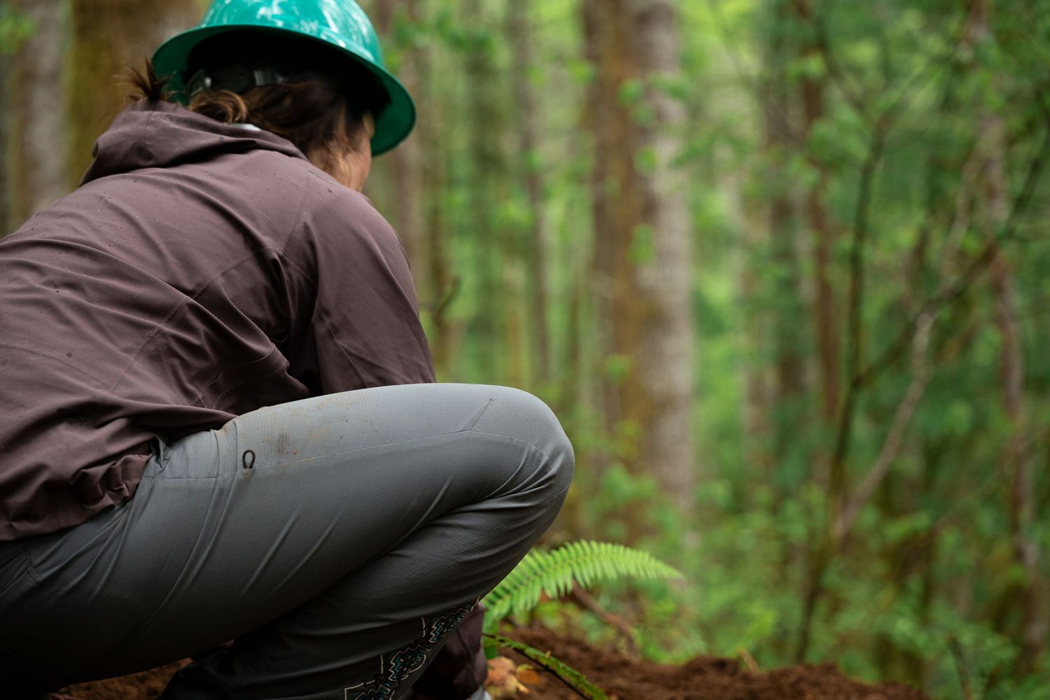 Person wearing green hard hat crouching in lush forest surrounded by ferns and tall trees.