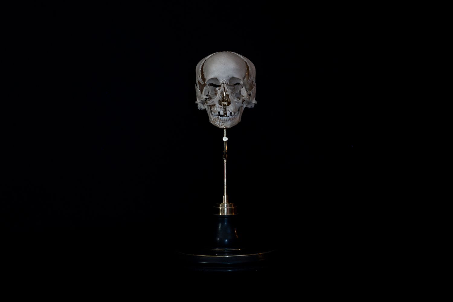 Minimalist composition of mounted skull specimen on dark display stand.