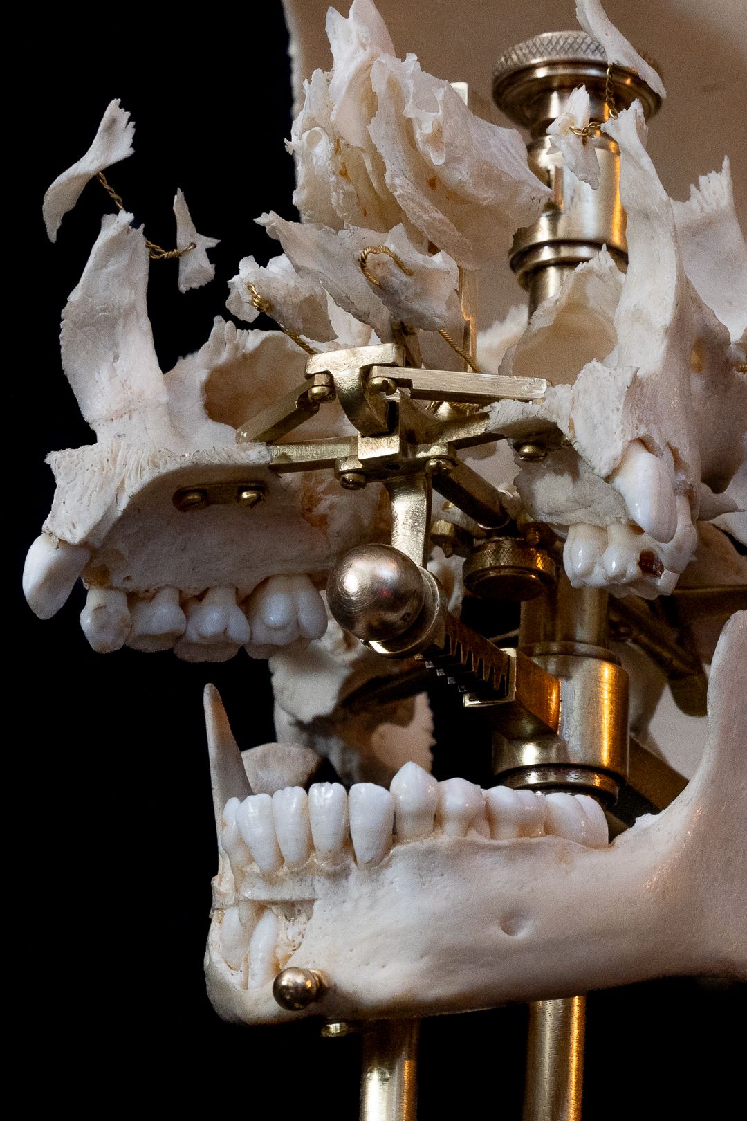 Detailed view of a skull model's jaw mechanism and dental structure against dark background.