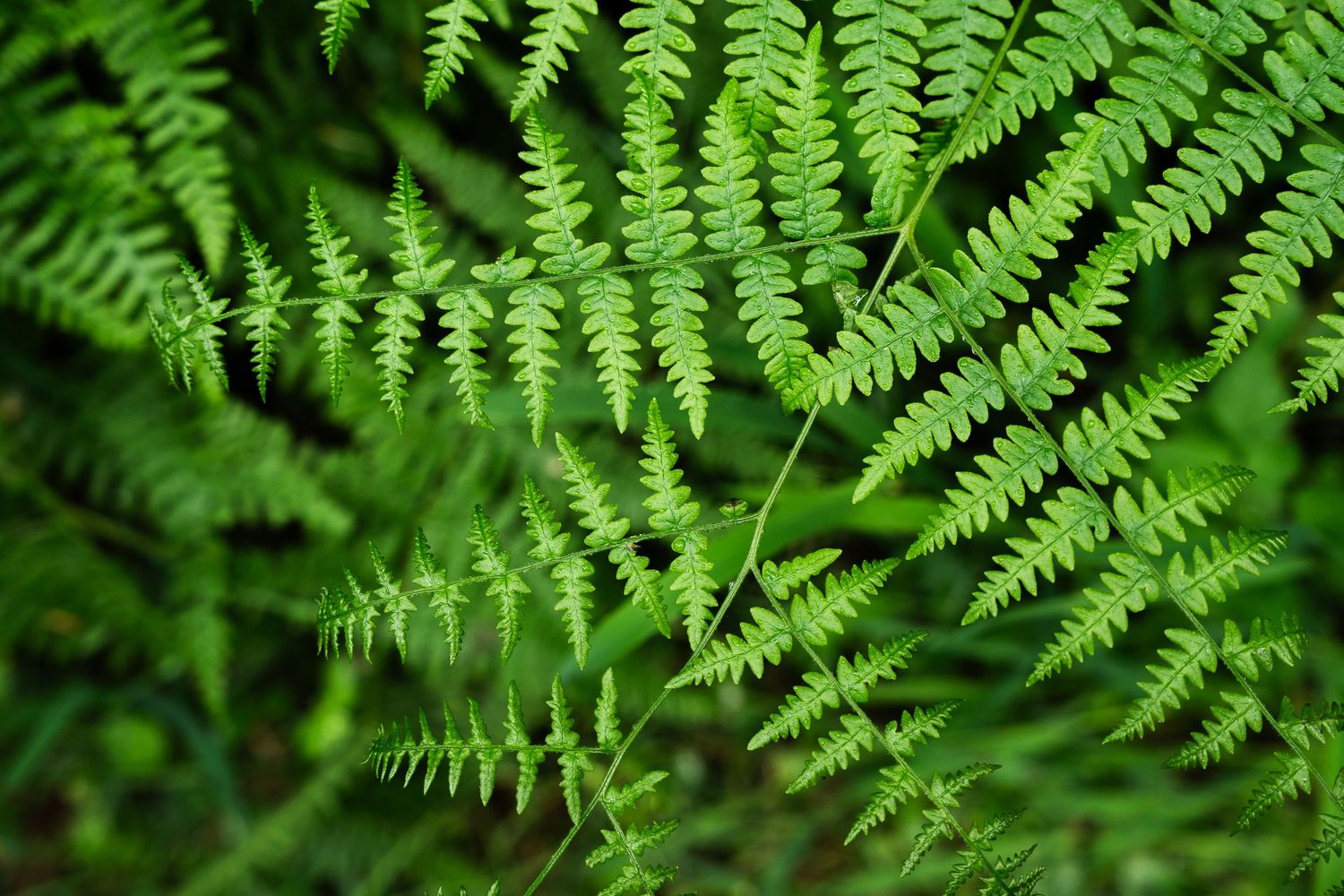 Close-up of vibrant green fern leaves with delicate fronds in a lush forest setting.