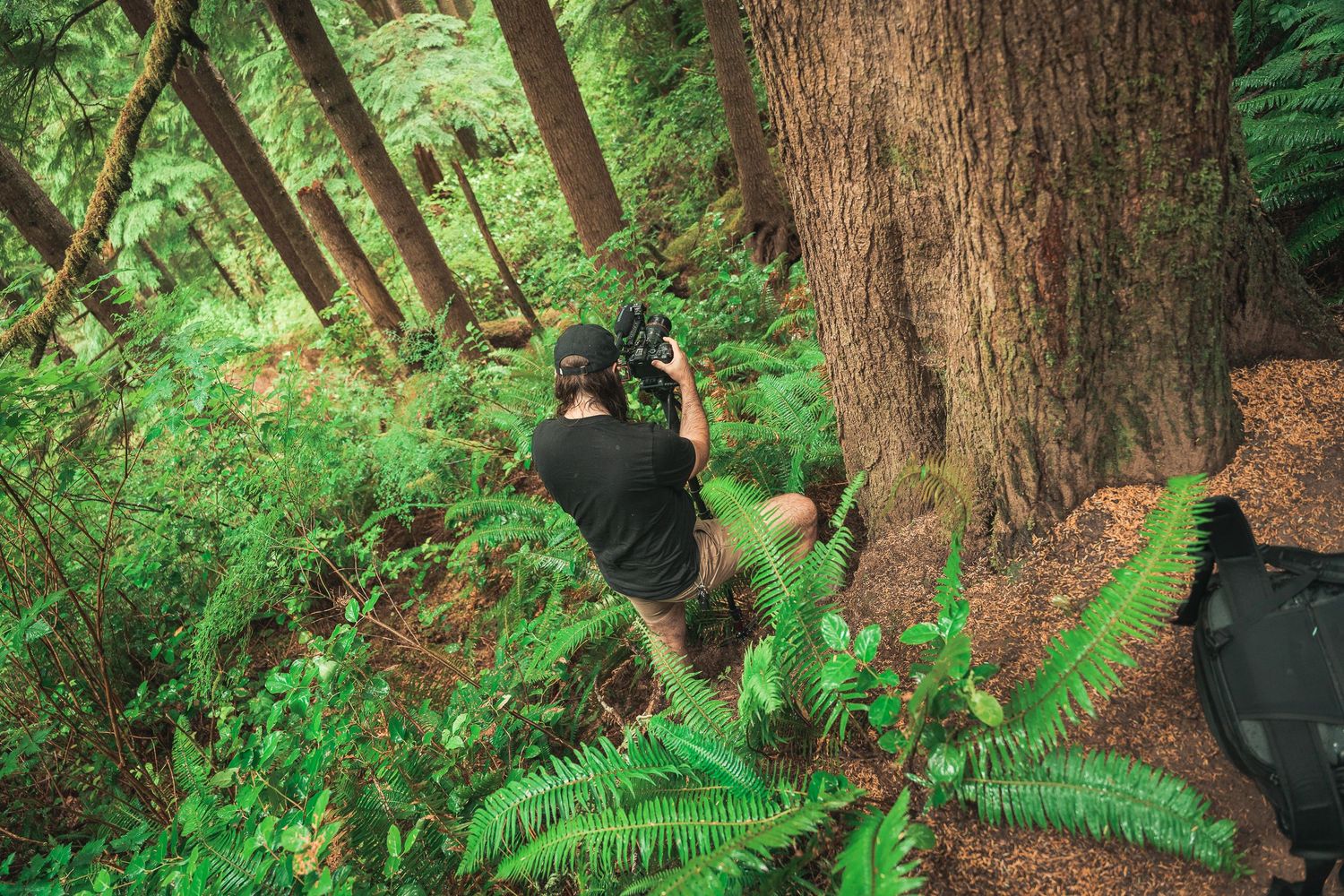 Photographer crouching among ferns in a lush green forest, capturing photos of a large tree trunk.