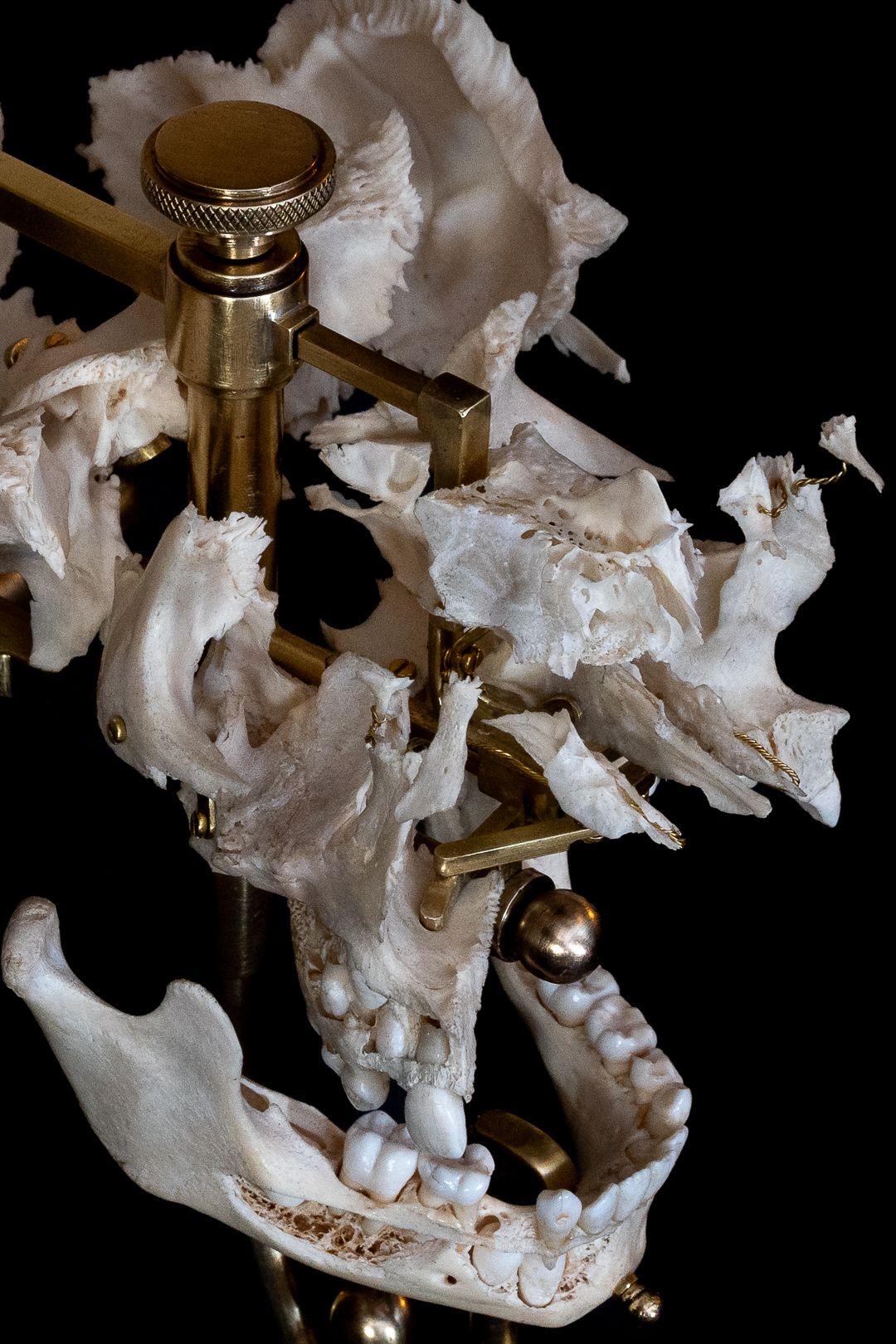 Detailed view of skull jaw mechanism with brass mounting hardware against dark background.