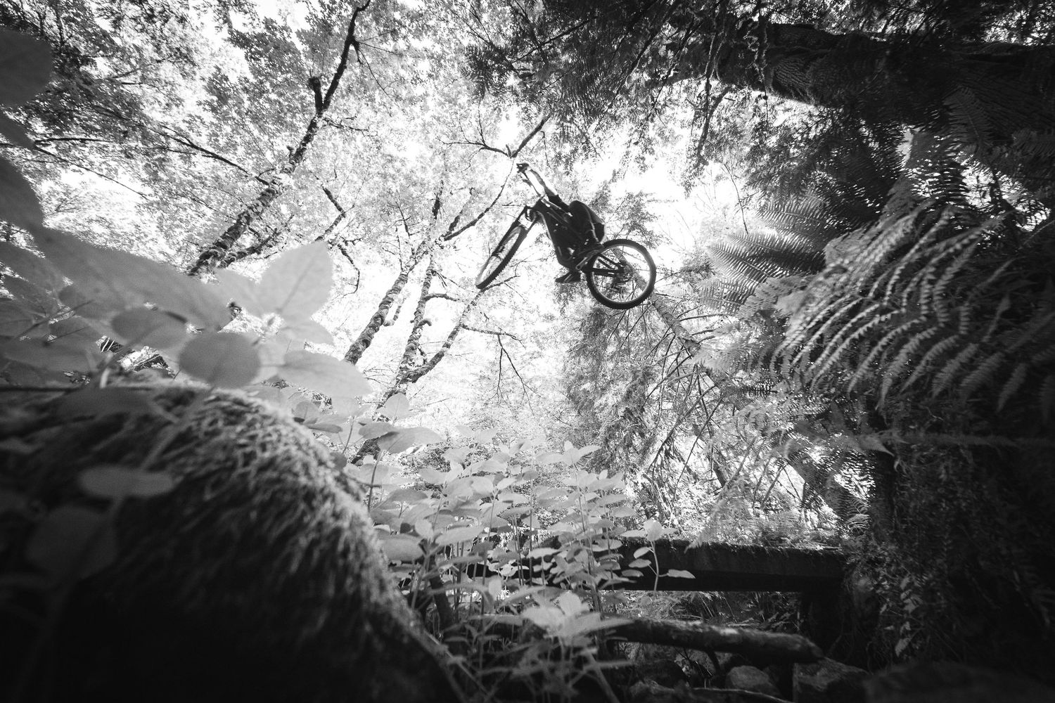 Black and white photo of a mountain biker performing a jump trick among tall forest trees from a low angle perspective.