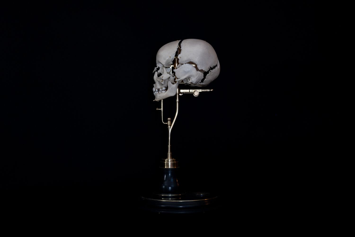 Profile view of anatomical skull display on blue base in dark setting.
