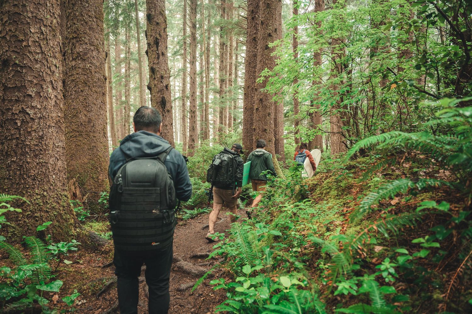 Group of hikers with backpacks walking along a forest trail surrounded by tall trees and lush green ferns.