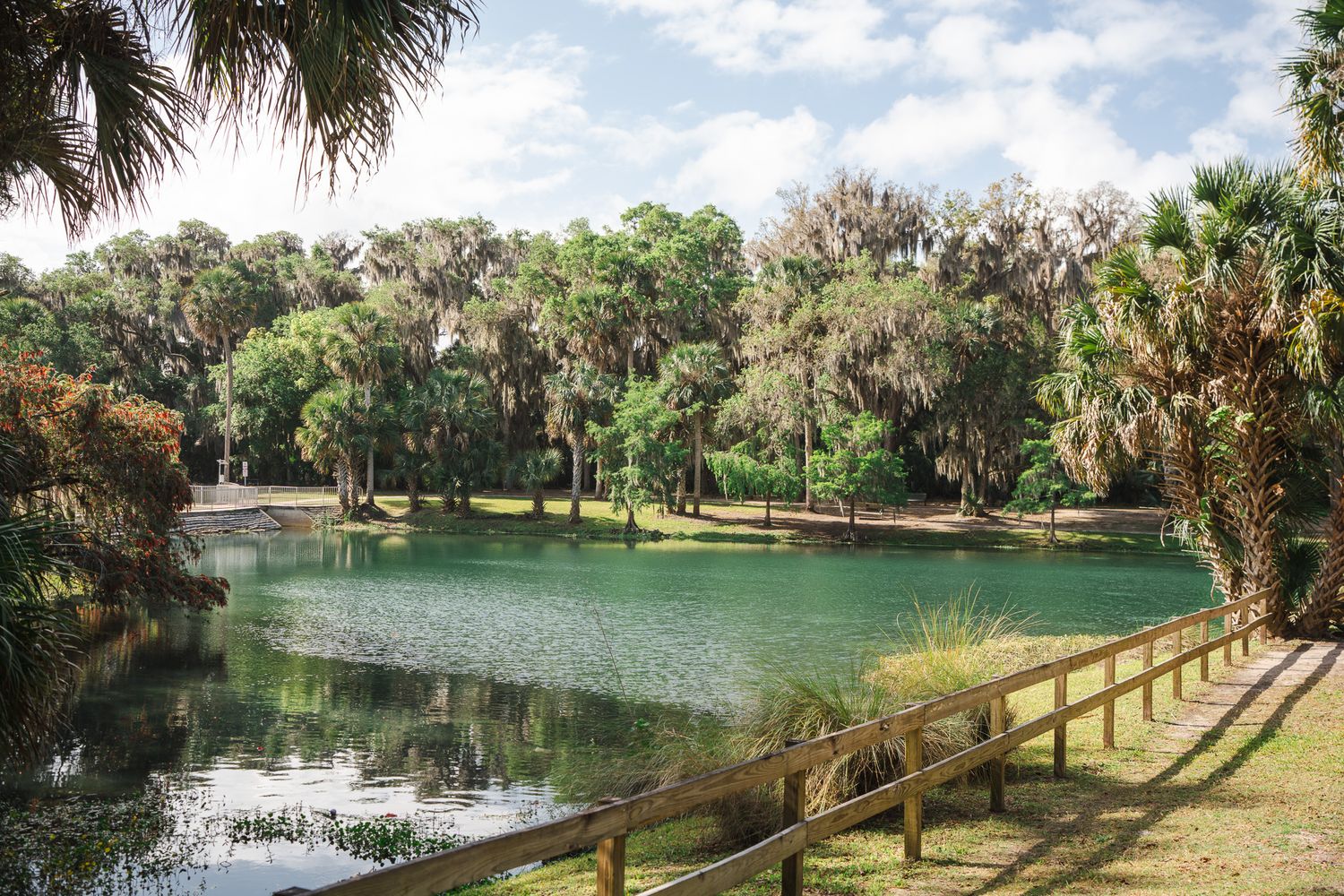 Serene green pond surrounded by palm trees and Spanish moss in a lush Florida park with wooden fence.