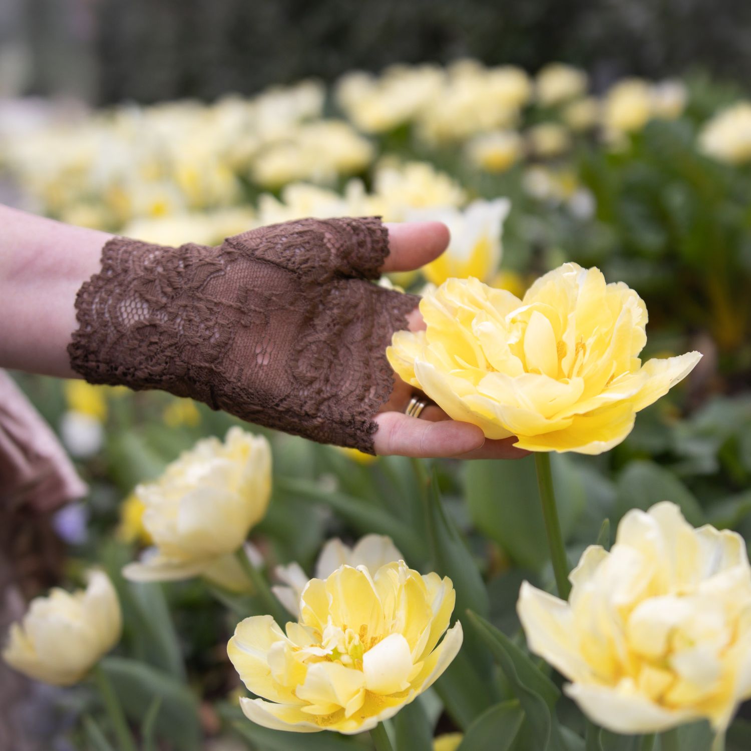 A lace-gloved hand gently touching a yellow tulip bloom in a garden full of yellow tulips.