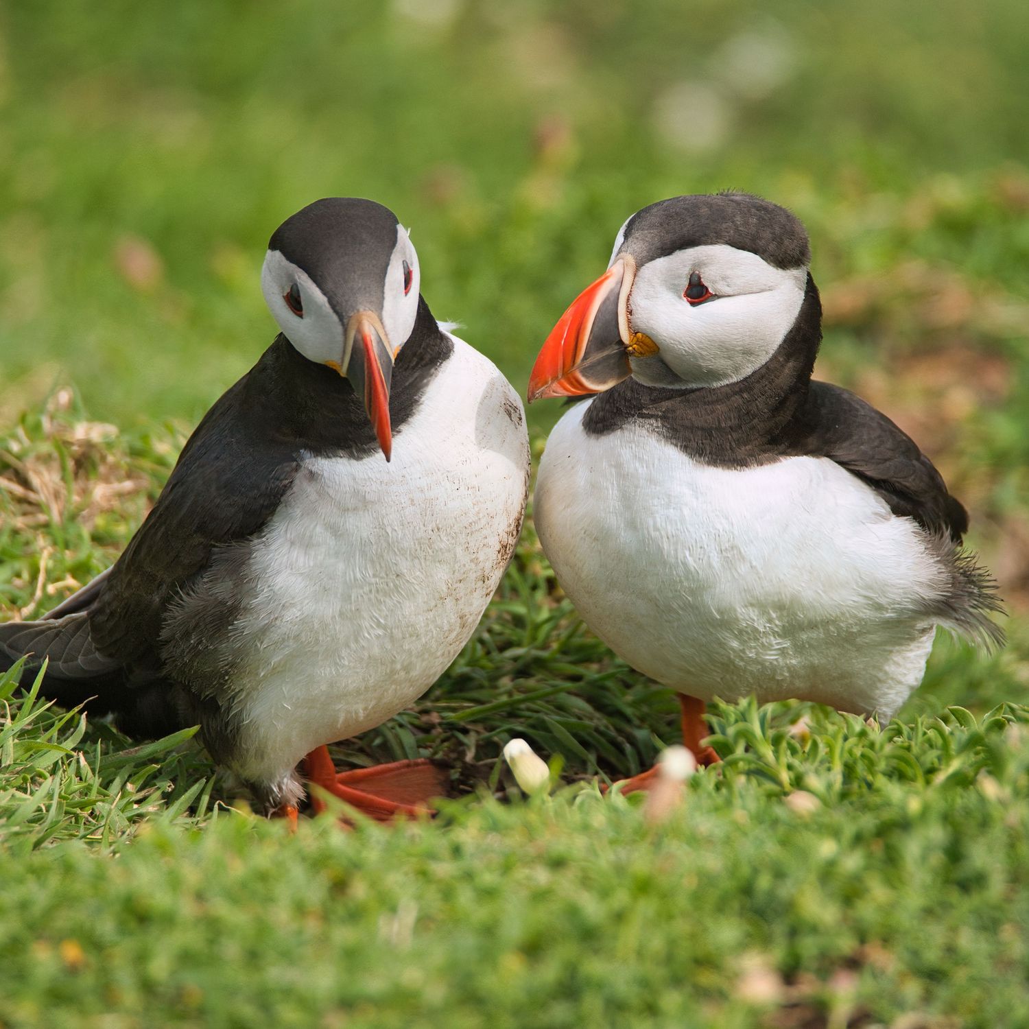 Skomar Island Puffins - what is not to love