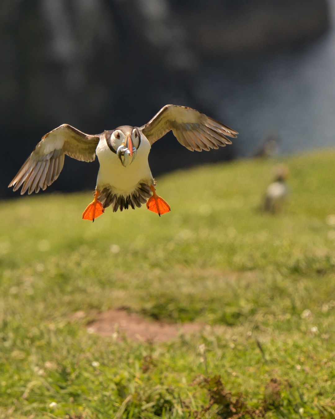 Wild Atlantic Puffin photographed at close range on Skomer Island, one of the UK’s largest puffin colonies in Wales.