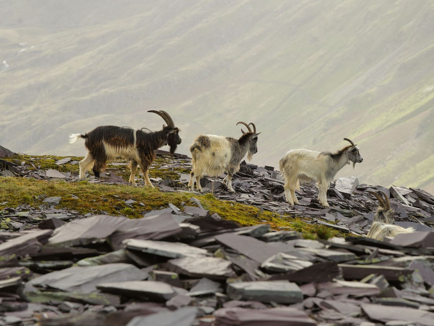Goats of Dinorwic whats not to like