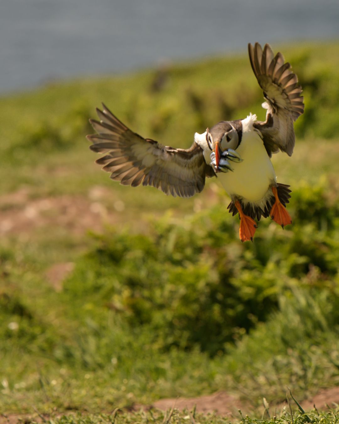 Atlantic Puffin carrying sand eels in its colourful beak as it returns to its burrow on Skomer Island. Wild Atlantic Puffin photograp
