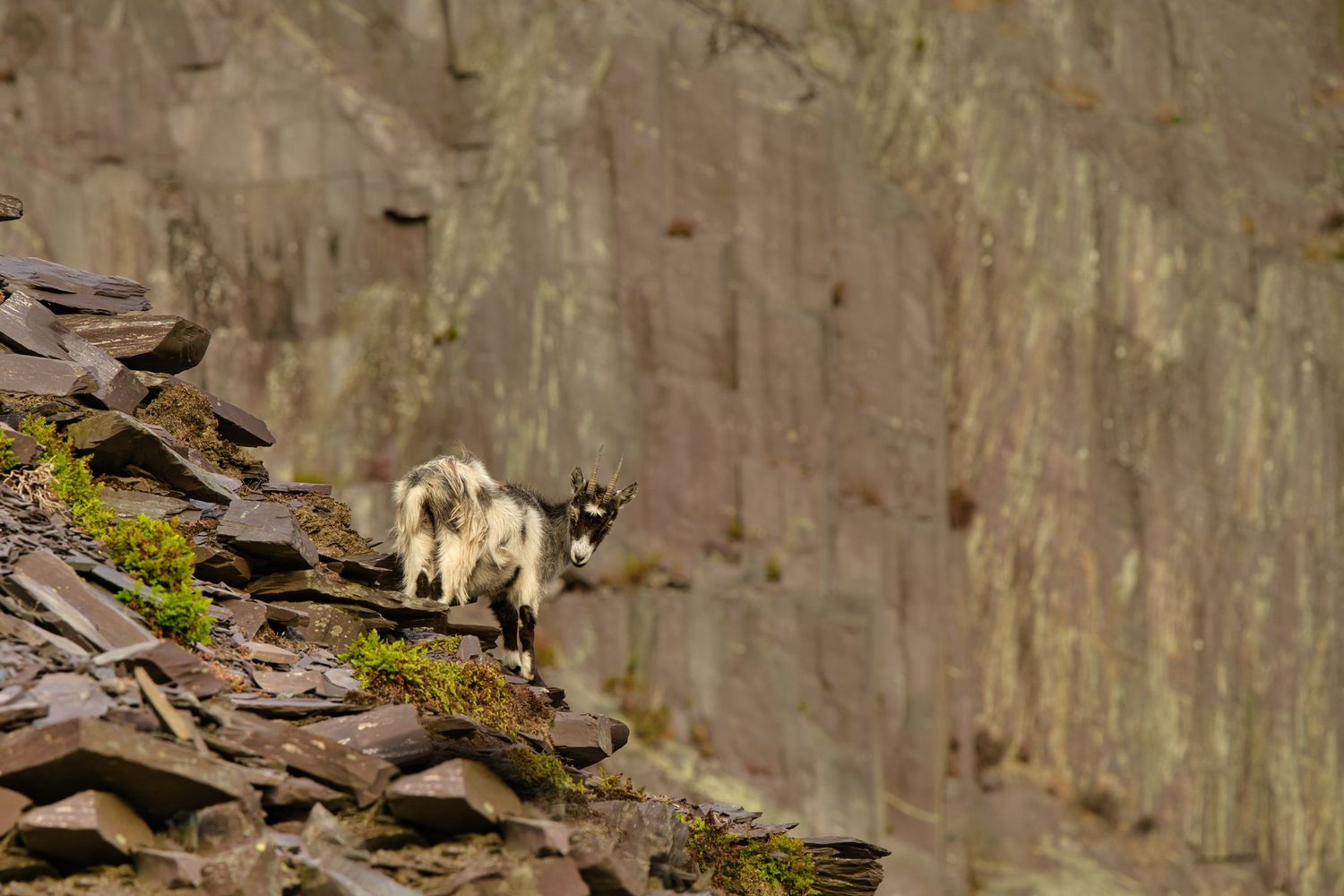 Snowdonia National Park in North Wales featuring rugged mountains, dramatic valleys, and old mining industries that feature goats