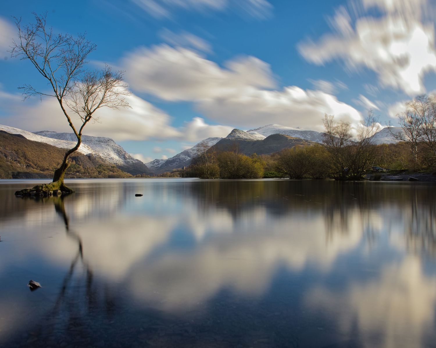 The famous tree of Llanberis. needs no introduction. Llyn Padarn