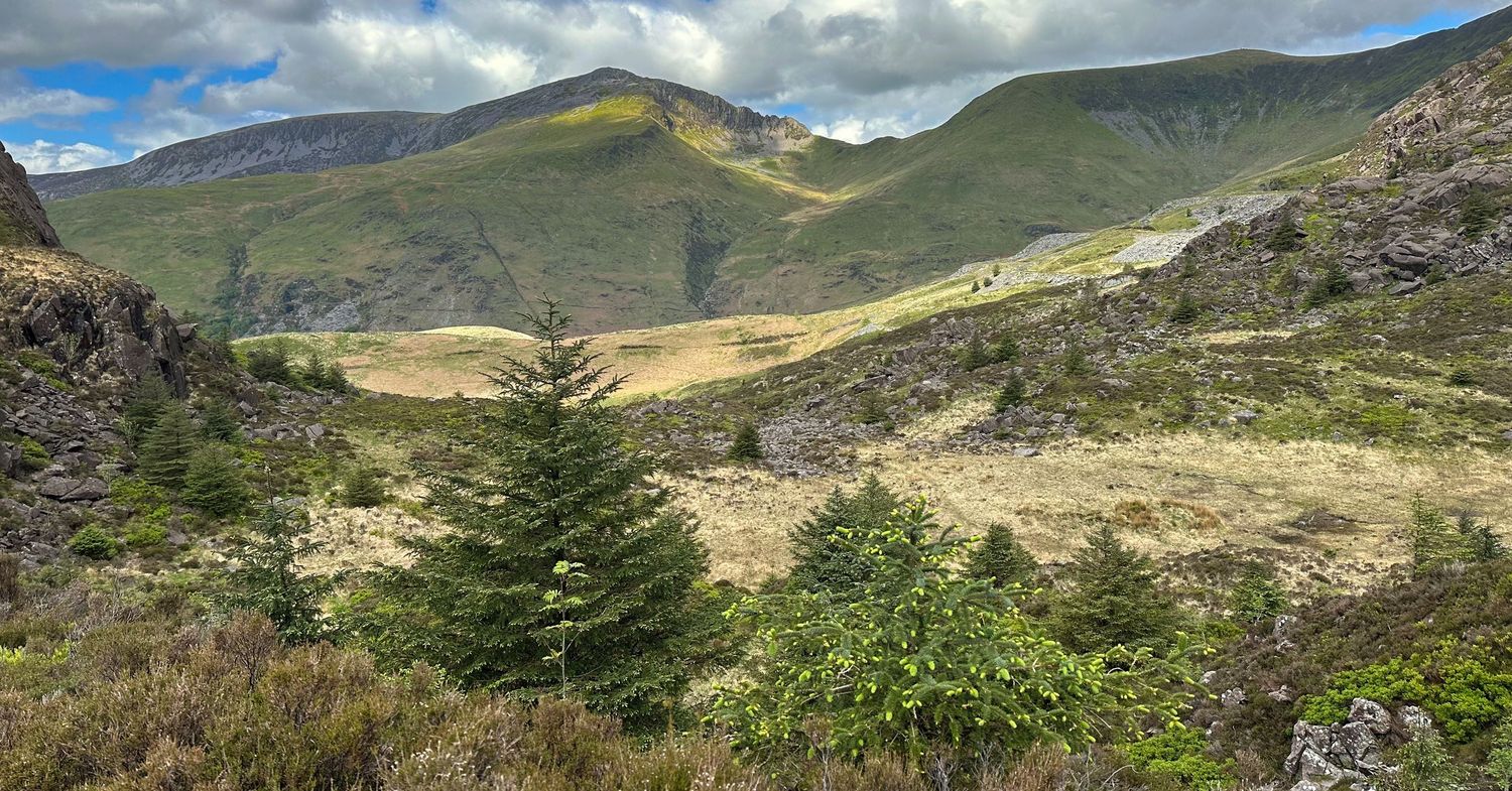 Remote Mountain and trees